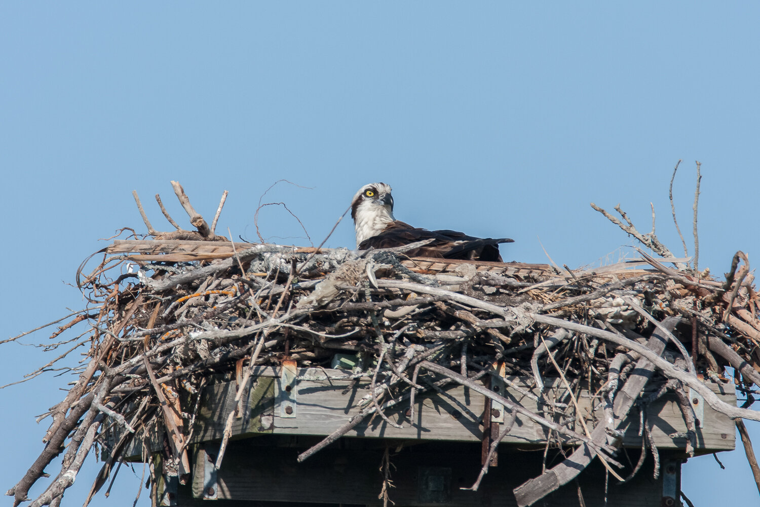 Learn more about Ospreys and why specialized nesting platforms help keep them and you safe. 