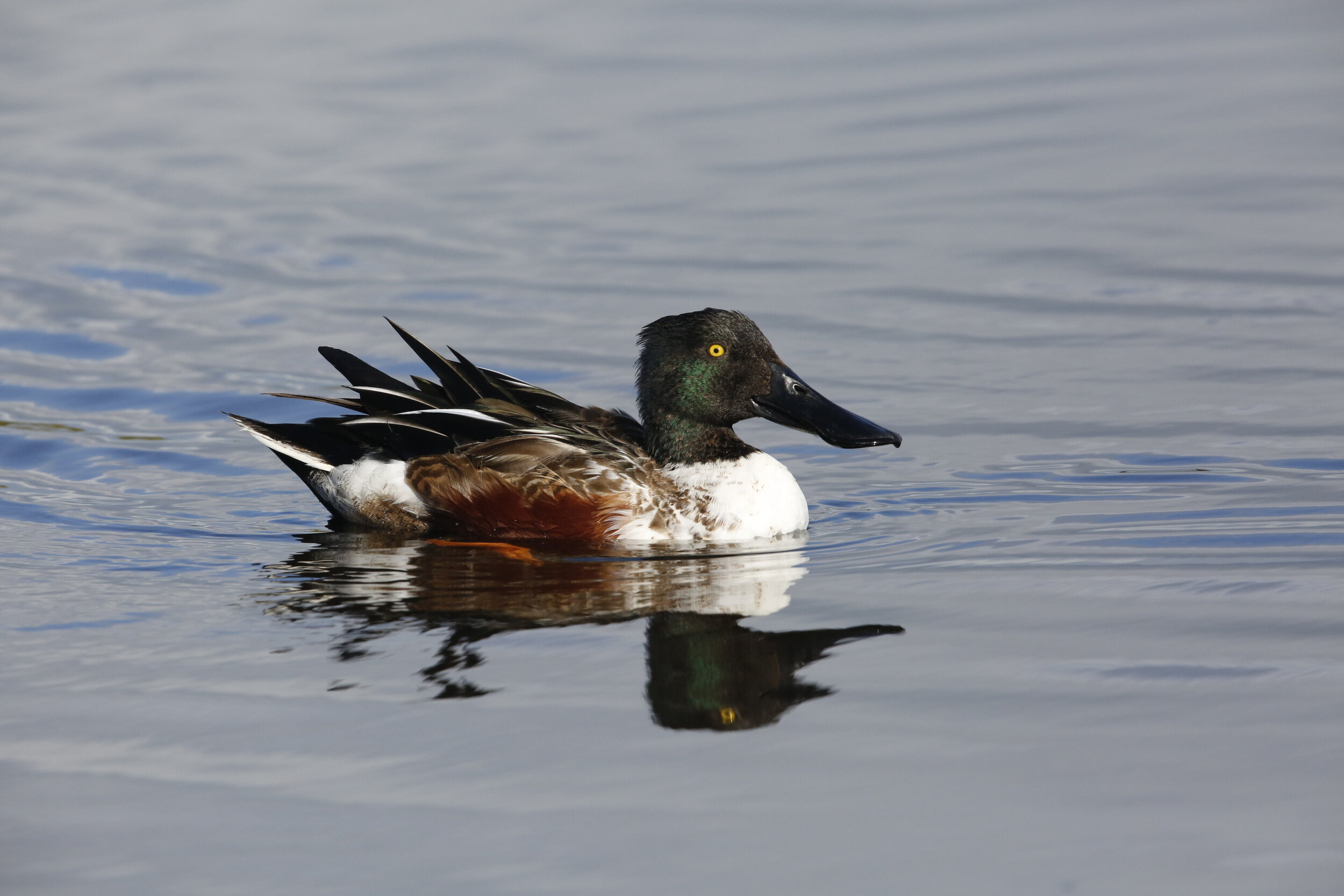 Learn how EBO tracks waterbirds during spring and fall migration along the Pennsylvania shoreline of Lake Erie. 