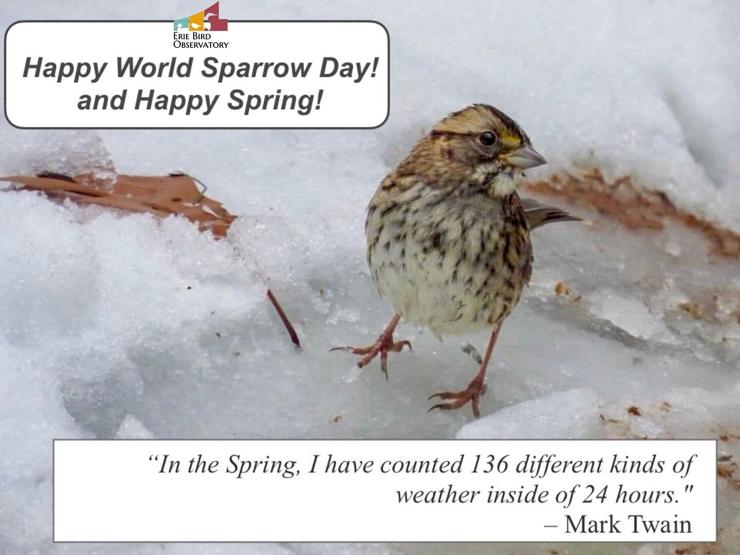 &ldquo;In the Spring, I have counted 136 different kinds of weather inside of 24 hours.&rdquo; &ndash; Mark Twain

Just in case anyone forgot Mark Twain lived on Lake Erie for two years. 😉

Happy #WorldSparrowDay and Happy Spring! 

________________