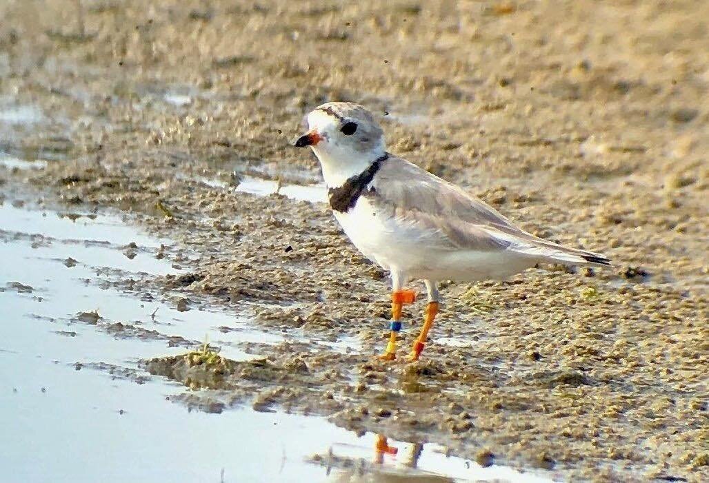 Happy #throwbackthursday! Time to &lsquo;Meet the Plovers&rsquo;! 

As our 2024 shorebird monitoring season approaches, we thought we'd review the birds who made the 2023 season happen. Although we lost two very special birds in 2023, we look forward