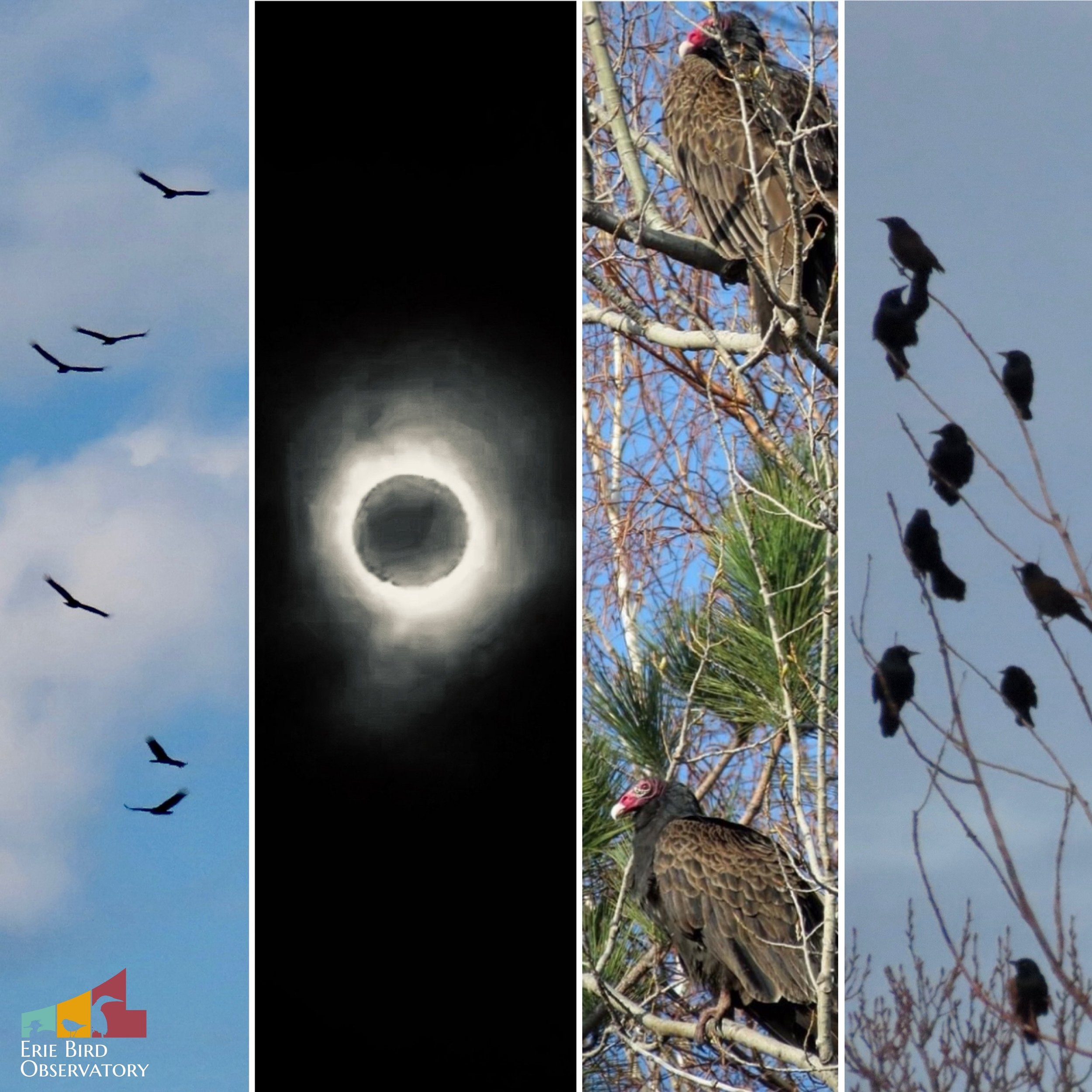 WOW. Yesterday&rsquo;s #solareclipse was something pretty special &mdash; we&rsquo;re still in awe! 

What interesting bird behaviors did you witness? EBO staff and supporters along the lakeshore report having gulls, terns, &amp; Turkey Vultures comi