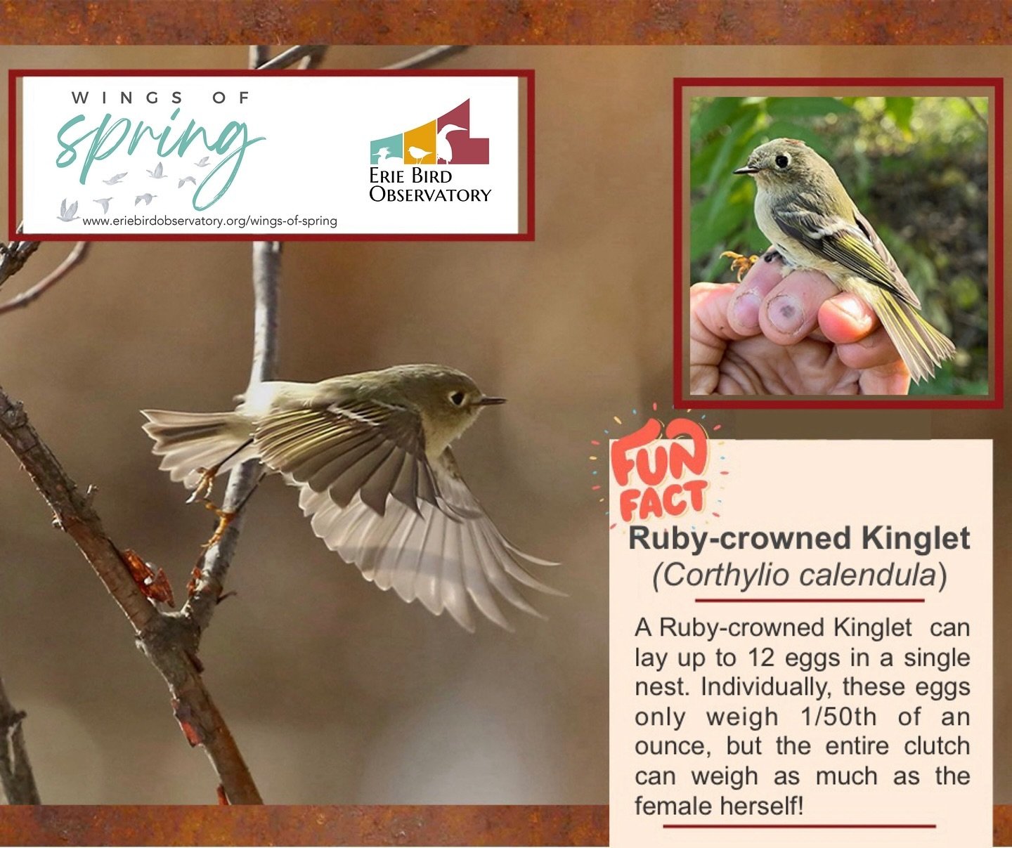 With those big round eyes and matching round bods, Ruby-crowned Kinglets (RCKI) may just be the epitome of adorable.😍

But #DidYouKnow this tiny bird lays up to 12 eggs in a single nest. While individually these eggs only weigh 1/50th ounce, an enti