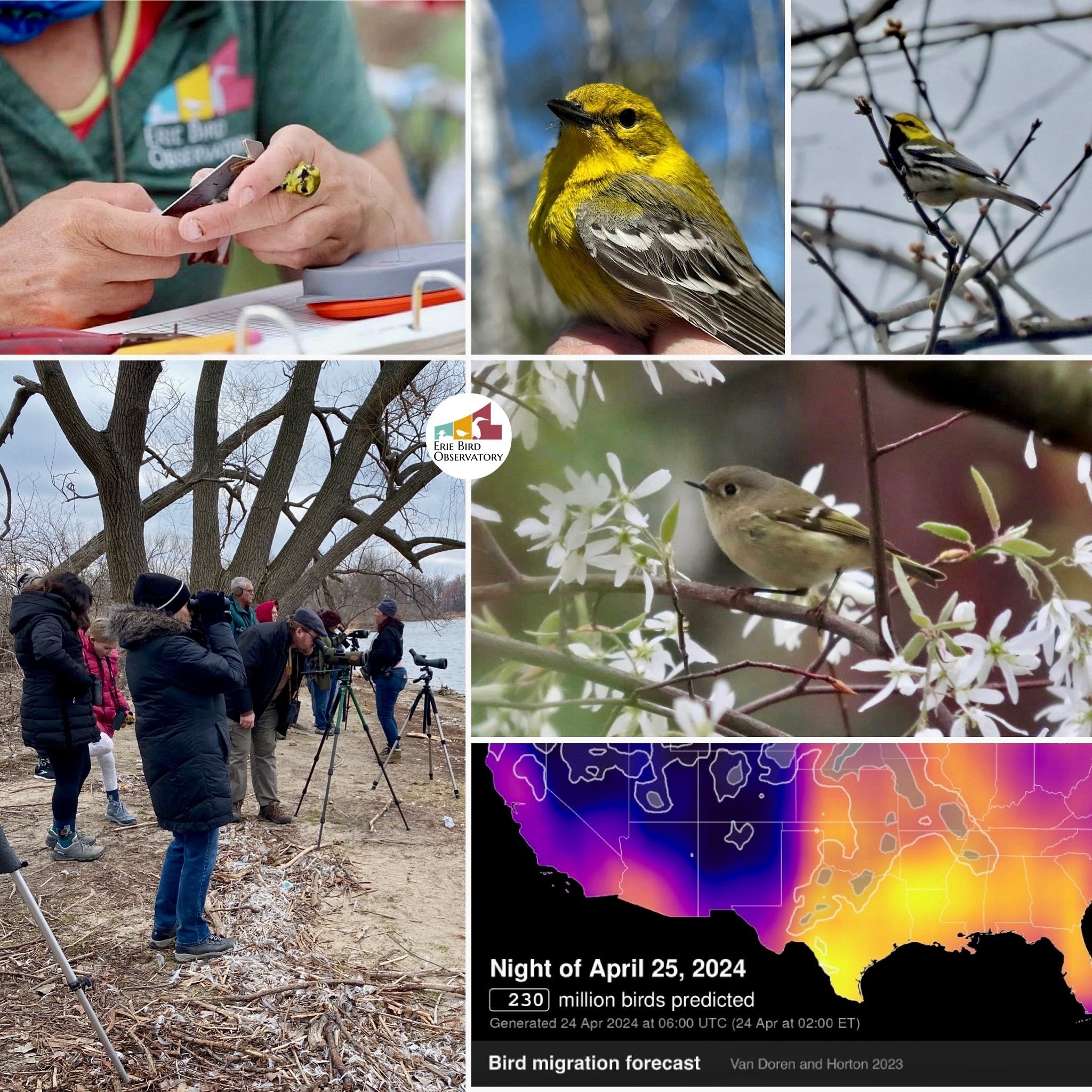 🎉**Friday April 26th, 2024**🎉

Spring is on the wing! Join @bird_erie this FRIDAY as we celebrate the arrival of spring migrants at Presque Isle State Park, PA with free Guided Bird Walks, Bird Banding Demos, &amp; more- oh my! 

&bull;&bull;&bull;