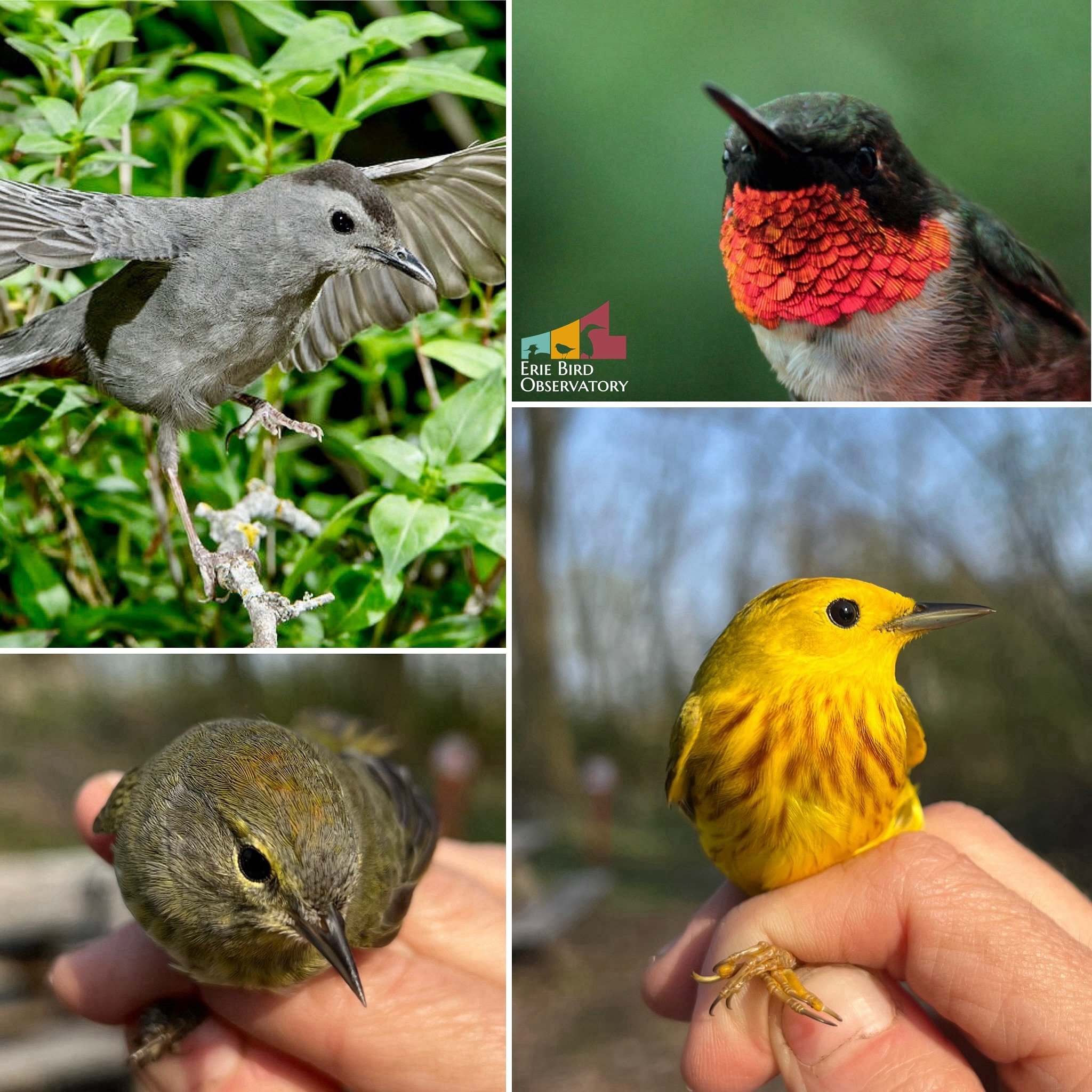 Happy #MigrationMonday! 

More than 300 MILLION #birds are forecasted to be on the move each of the next 3 nights! And with an estimated 2 MILLION+ birds having crossed Erie County this past weekend, it&rsquo;s safe to say that #spring is (finally) h