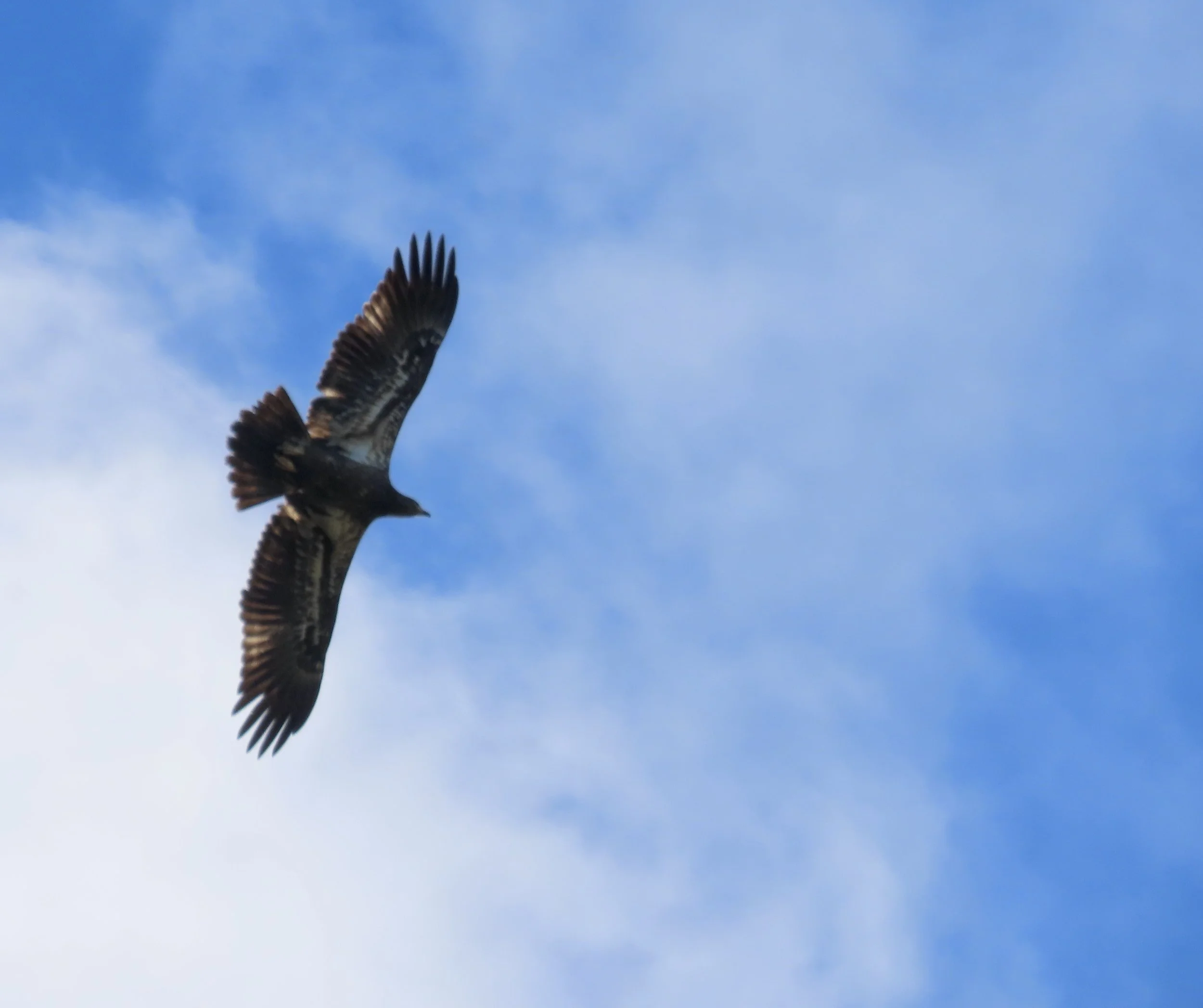 Nature Notes by Katie Andersen — Erie Bird Observatory