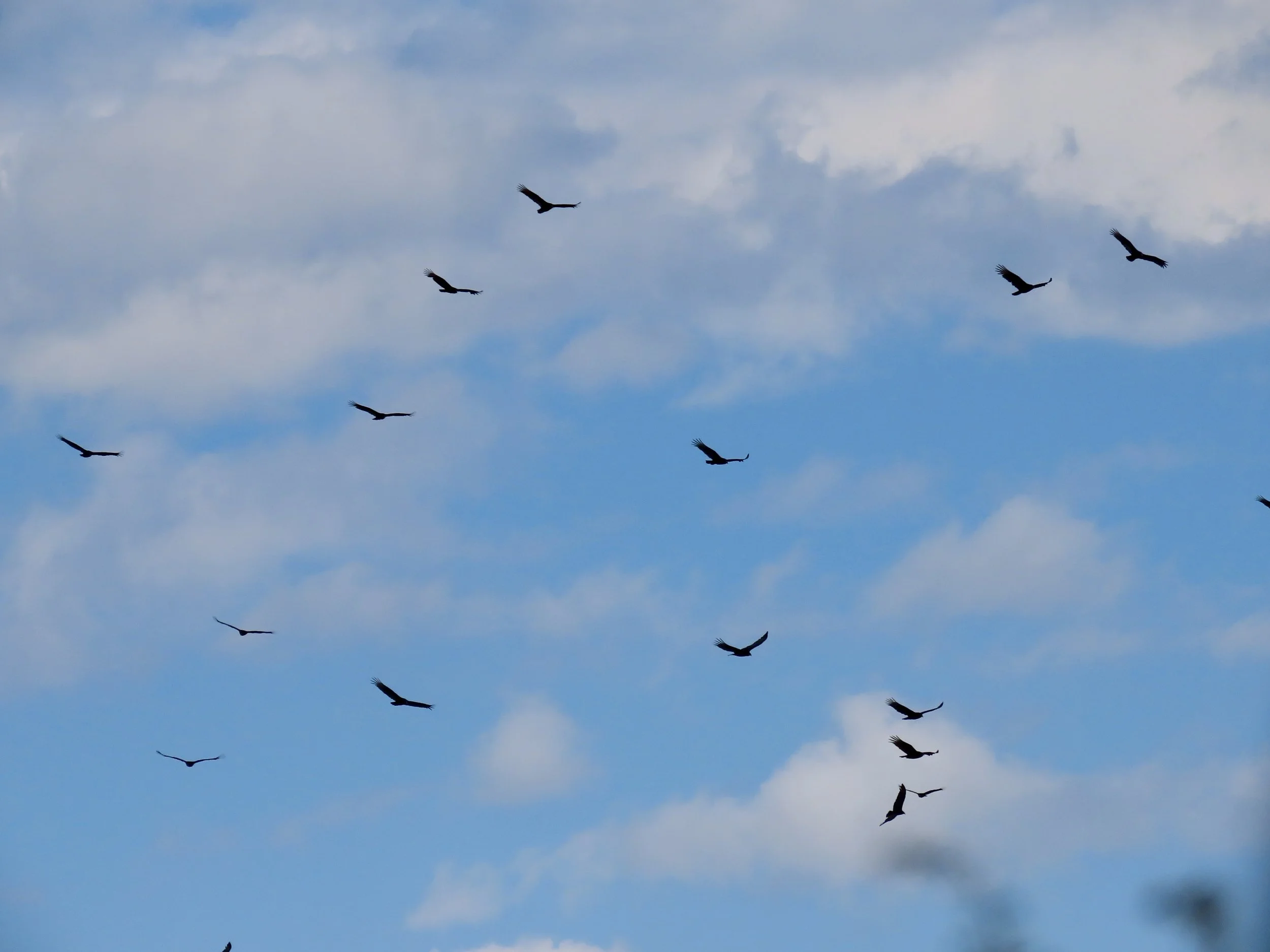 Nature Notes by Katie Andersen — Erie Bird Observatory