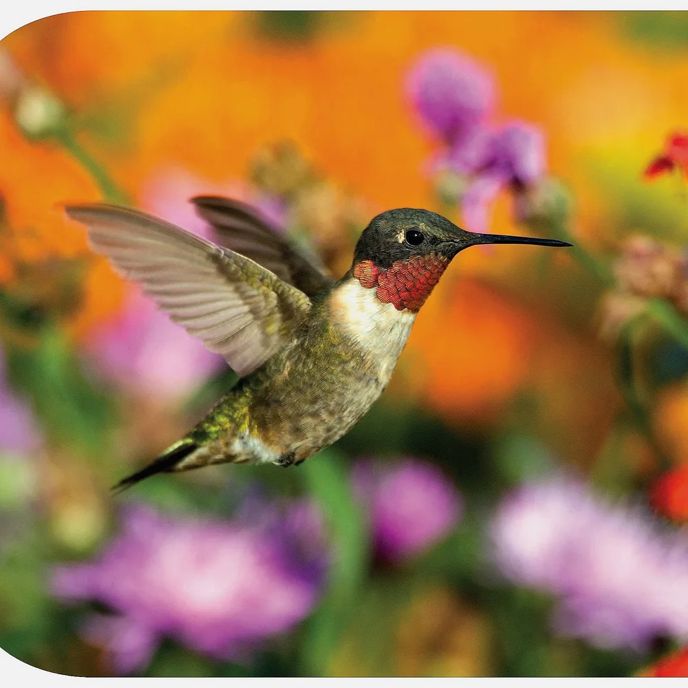 Backyard Bird FAQ — Erie Bird Observatory