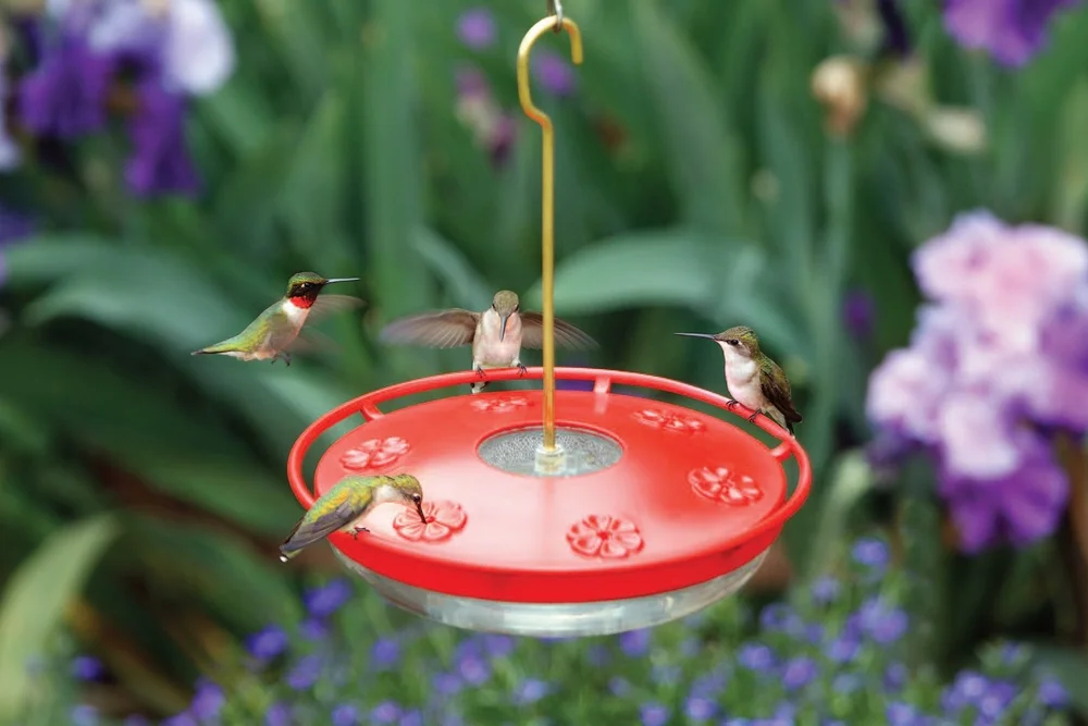 Backyard Bird FAQ — Erie Bird Observatory