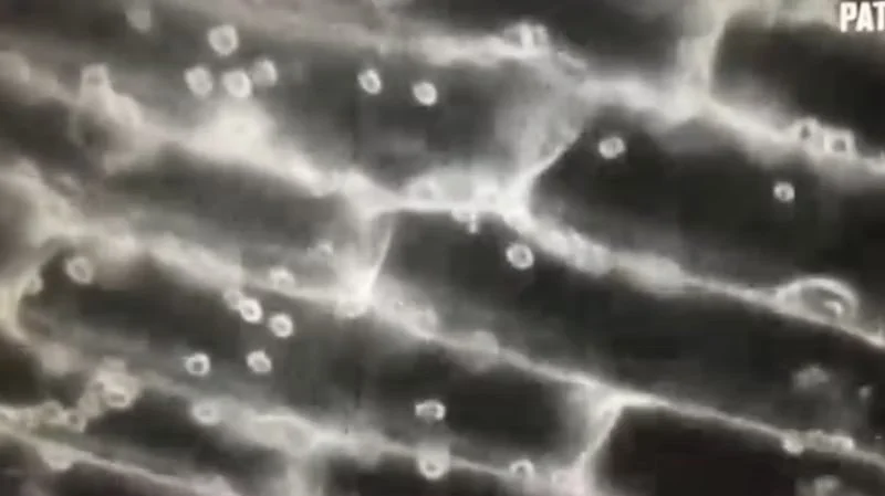 Beautiful Ramifications: Film Screening