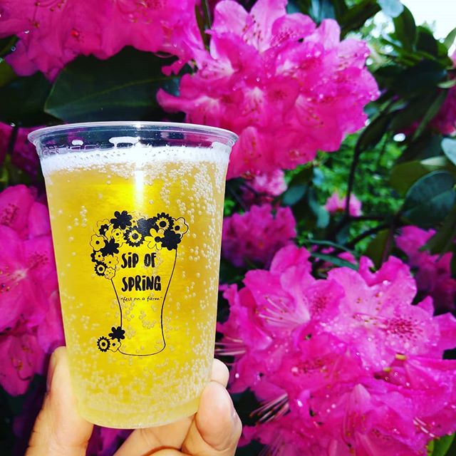 At the Sip of Spring you can also sip cider from Bauman's cidery. English Huckleberry and StrawPerry. Check out the rest of what's pouring and plan your journey at sipofspring.com. #sipofspring #pdxevents #parkrose # Rossi farms # travelportland #Ore