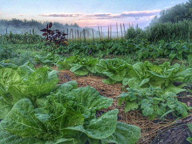 garden.png