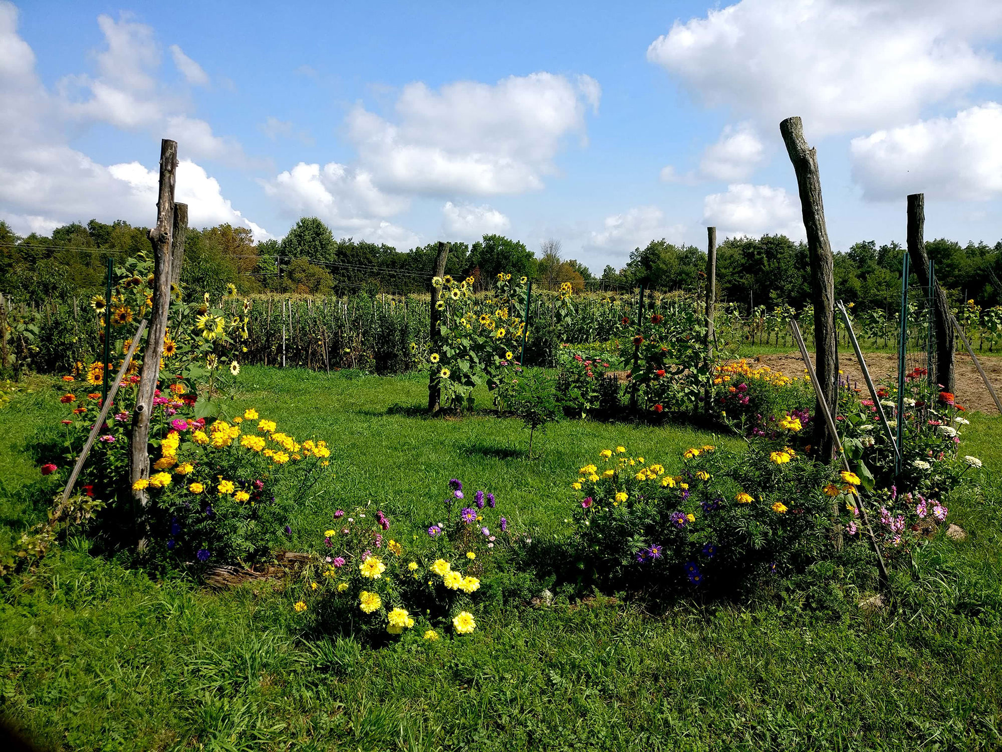 Flowers in Field(s).jpg