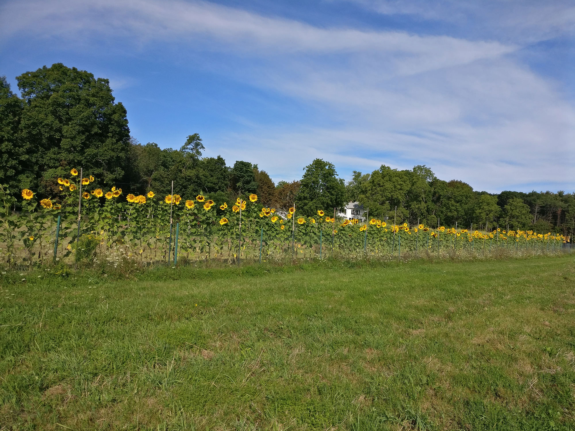Sunflowers(s).jpg