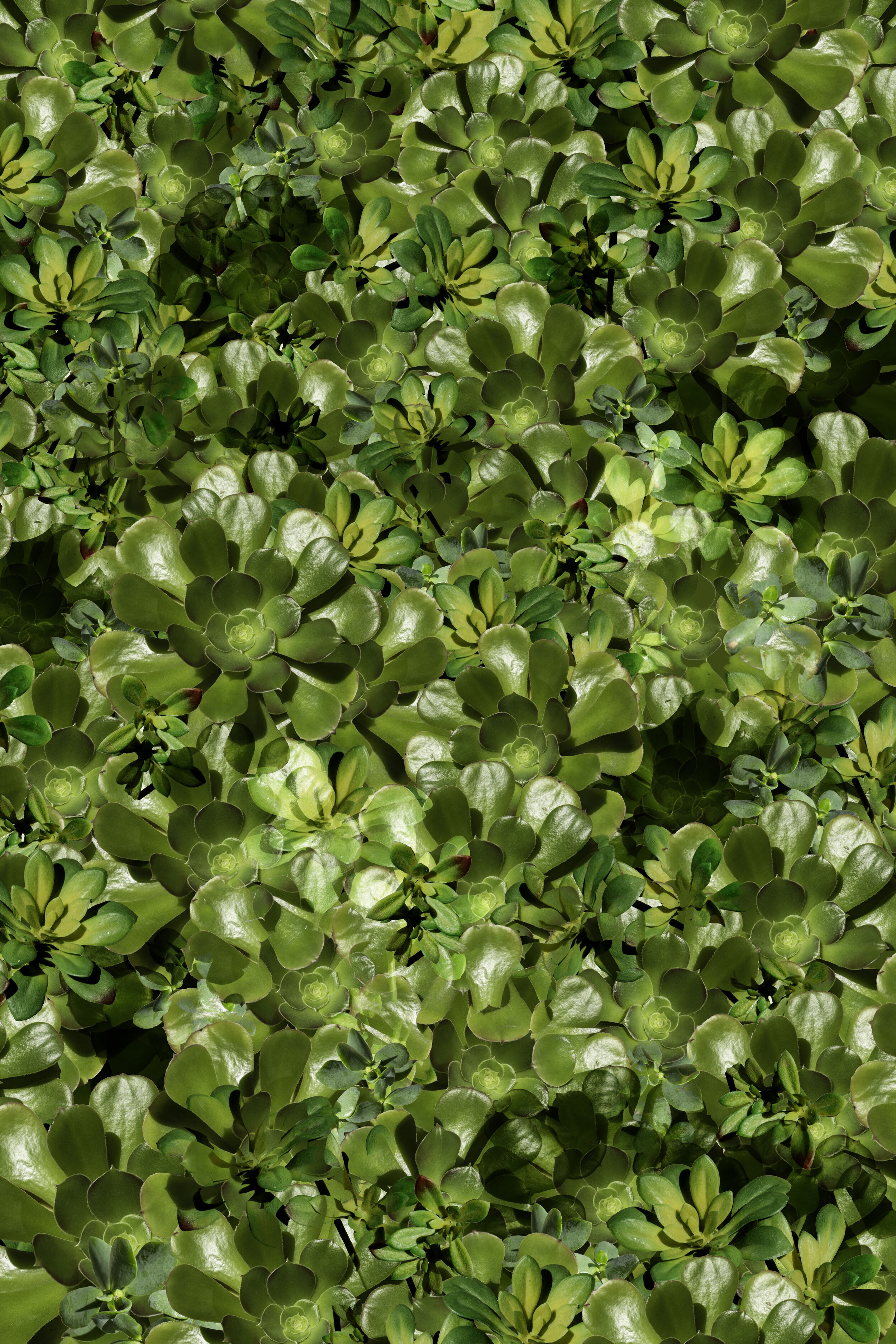 4 Plastic Planet Plants Succulents.jpg