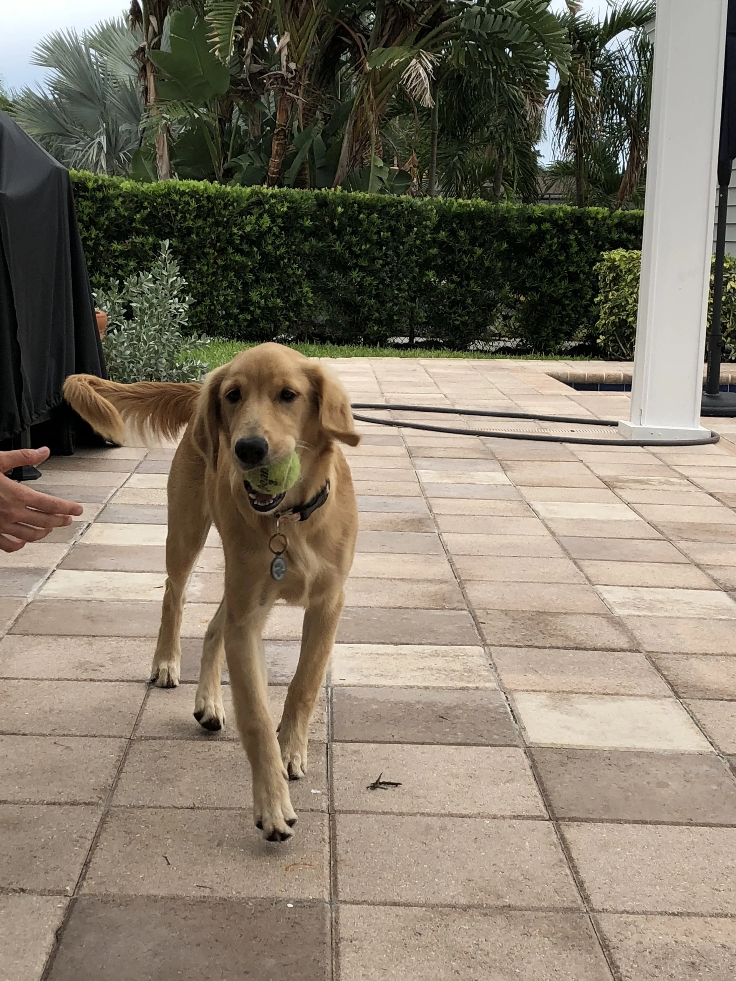 pet circle hills science