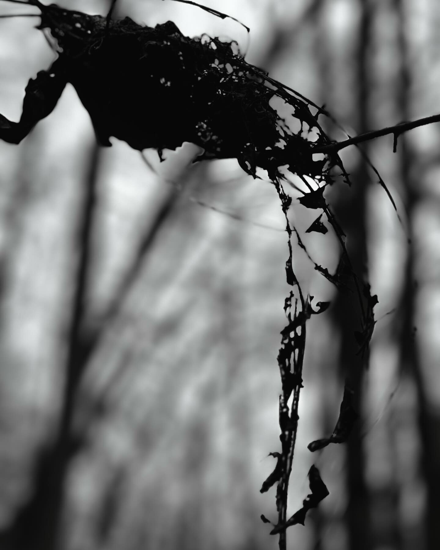 Leaves hanging in the woods