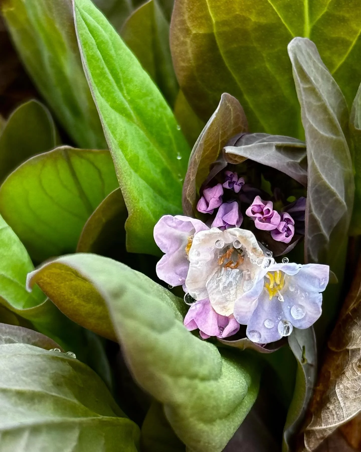 Spring!