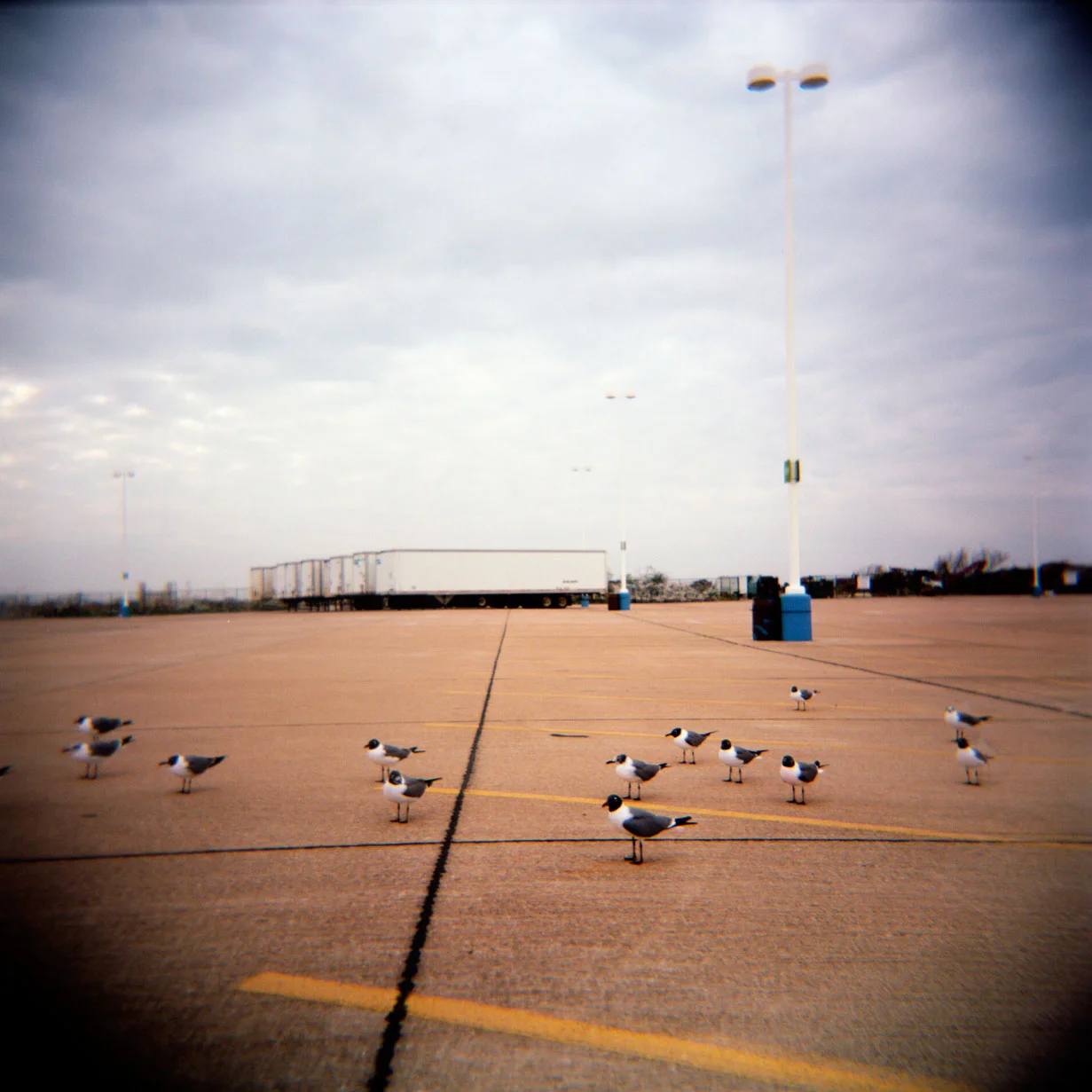 34Seagulls Parking Lot.jpg