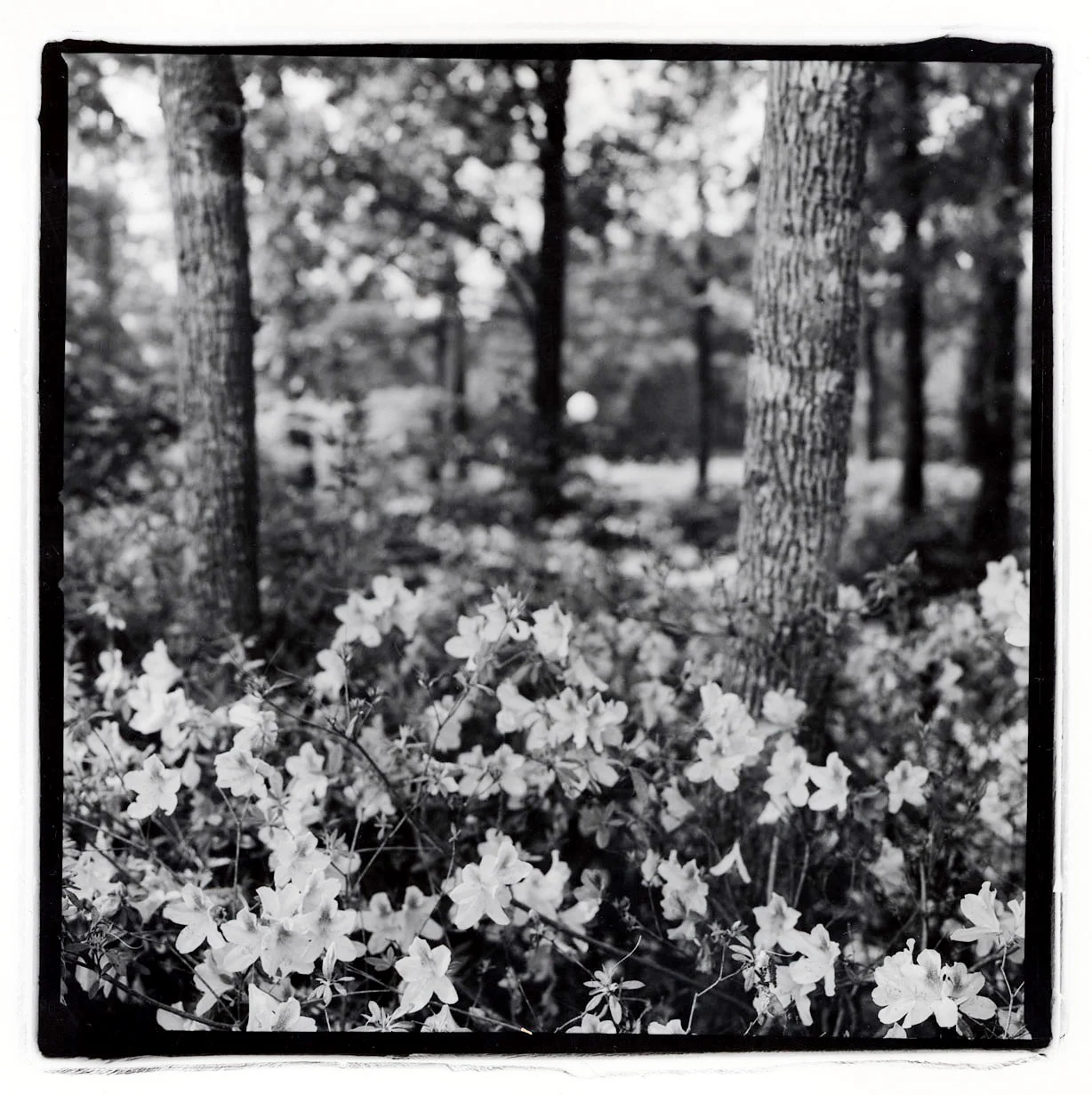 4_Azaleas a copy.jpg