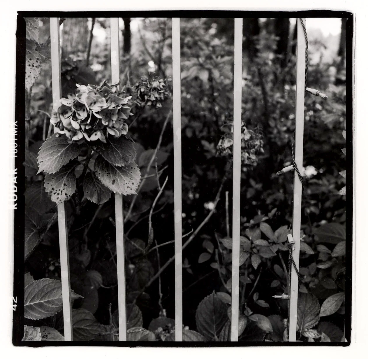 8_Hydrangea and Christmas Li copy.jpg