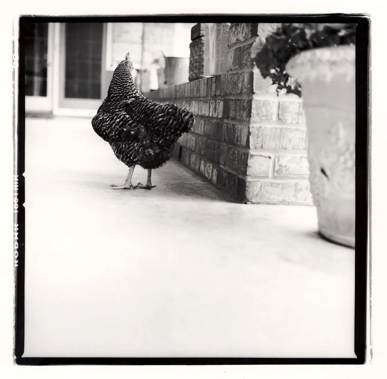 9_Molly and the Chicken a copy.jpg