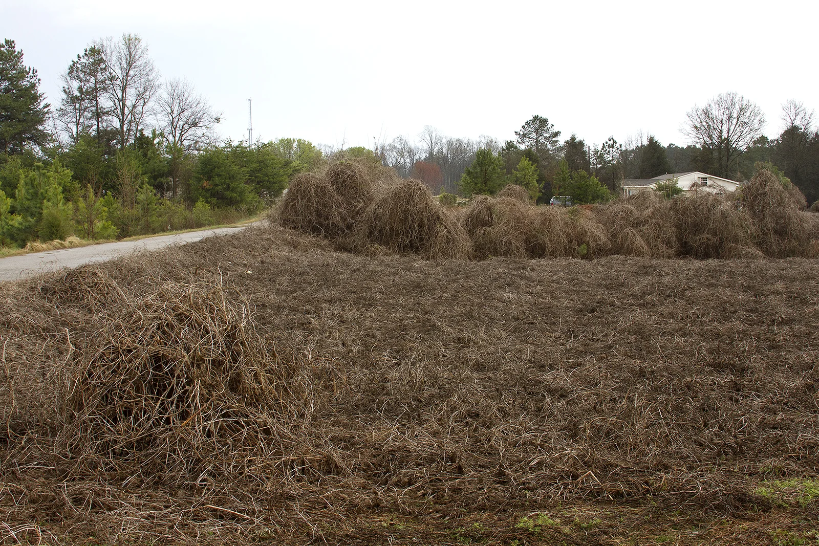 5Kudzu.jpg