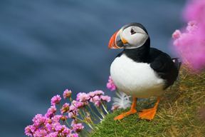 Puffin_Orkney.png