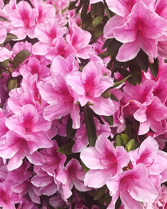 One of the things I love about spring in Japan is the azalea flowers you see around town! They always brighten up my day! 
#bmcsenseisunny