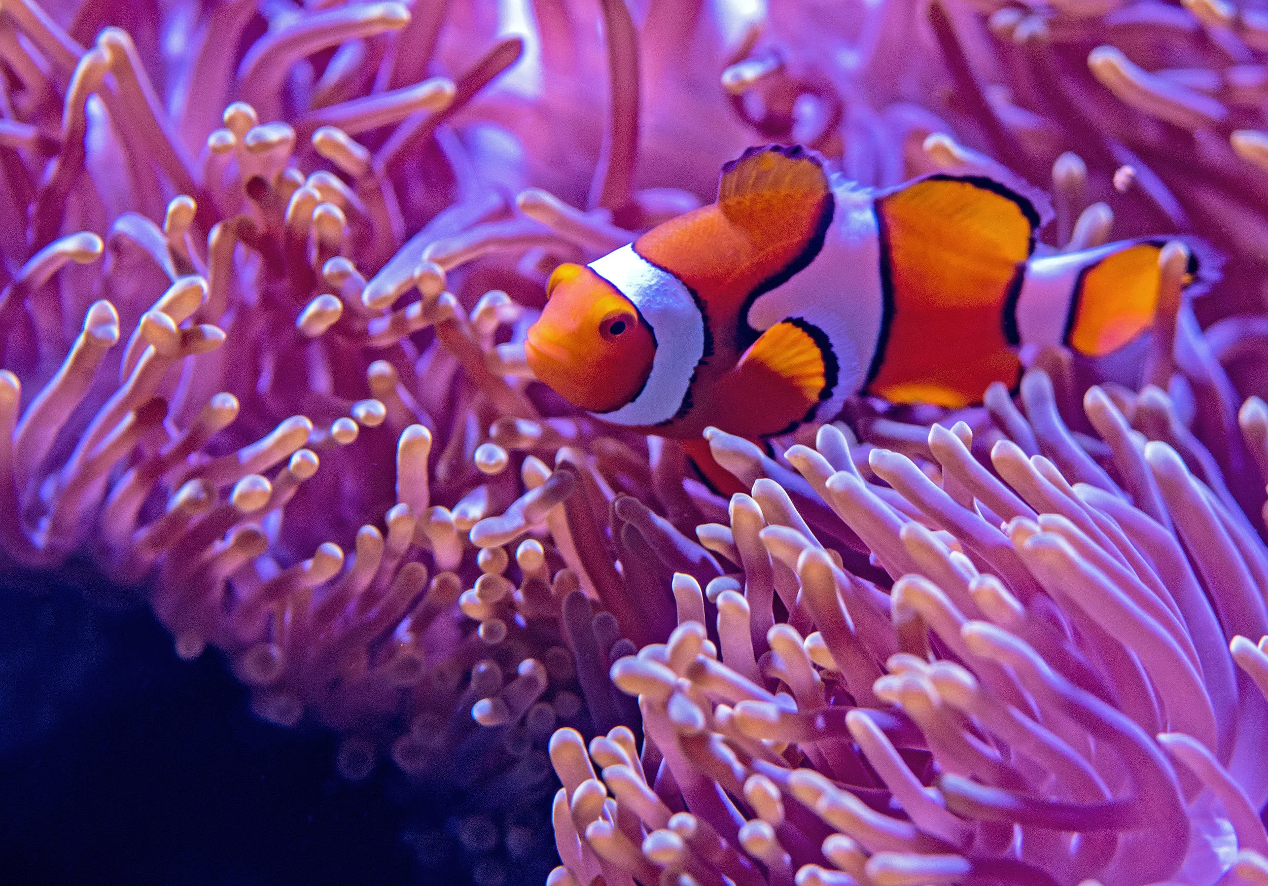 映画で学ぶフレーズ Part 18: Finding Nemo
