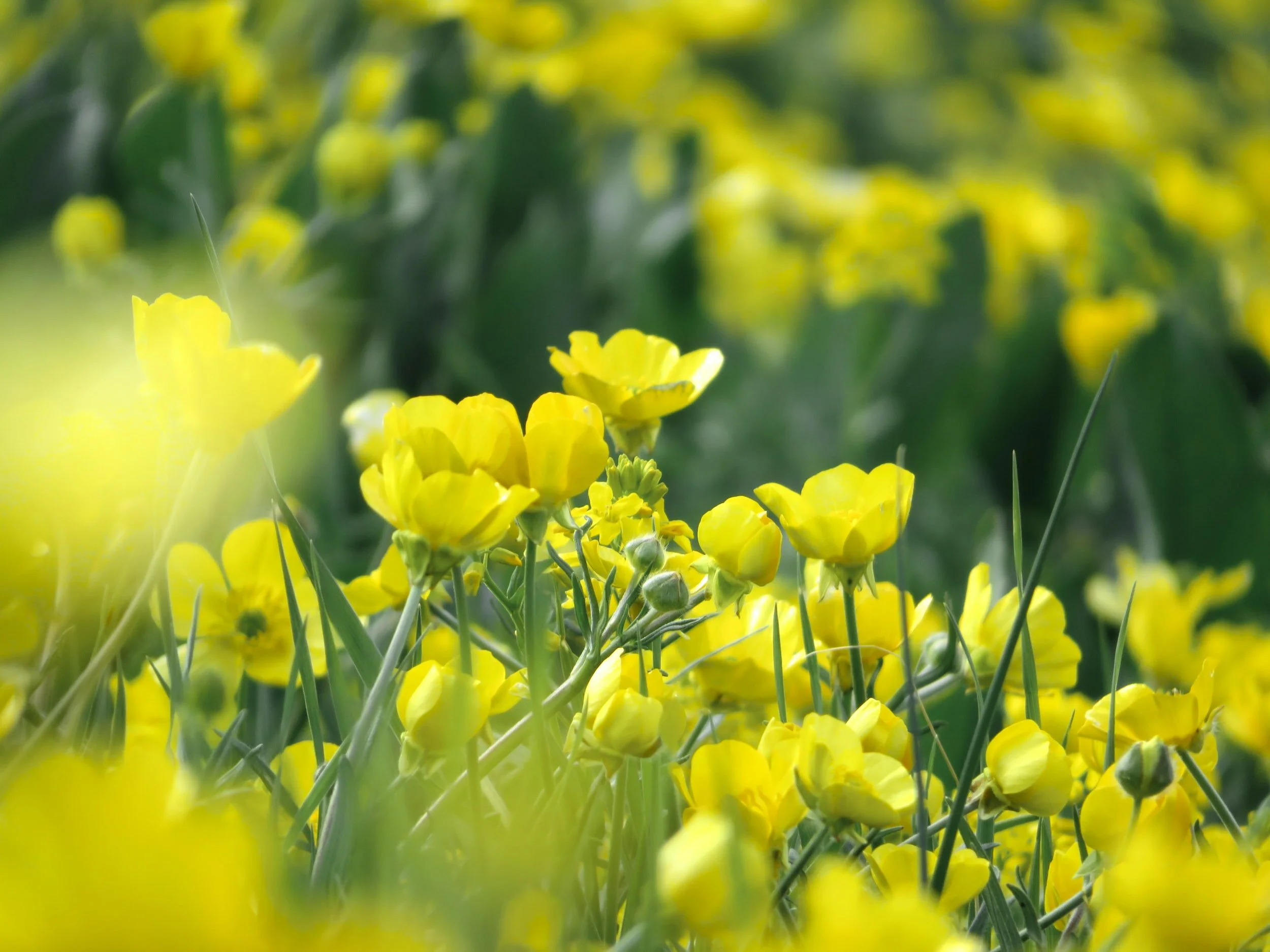 ひとこと英会話