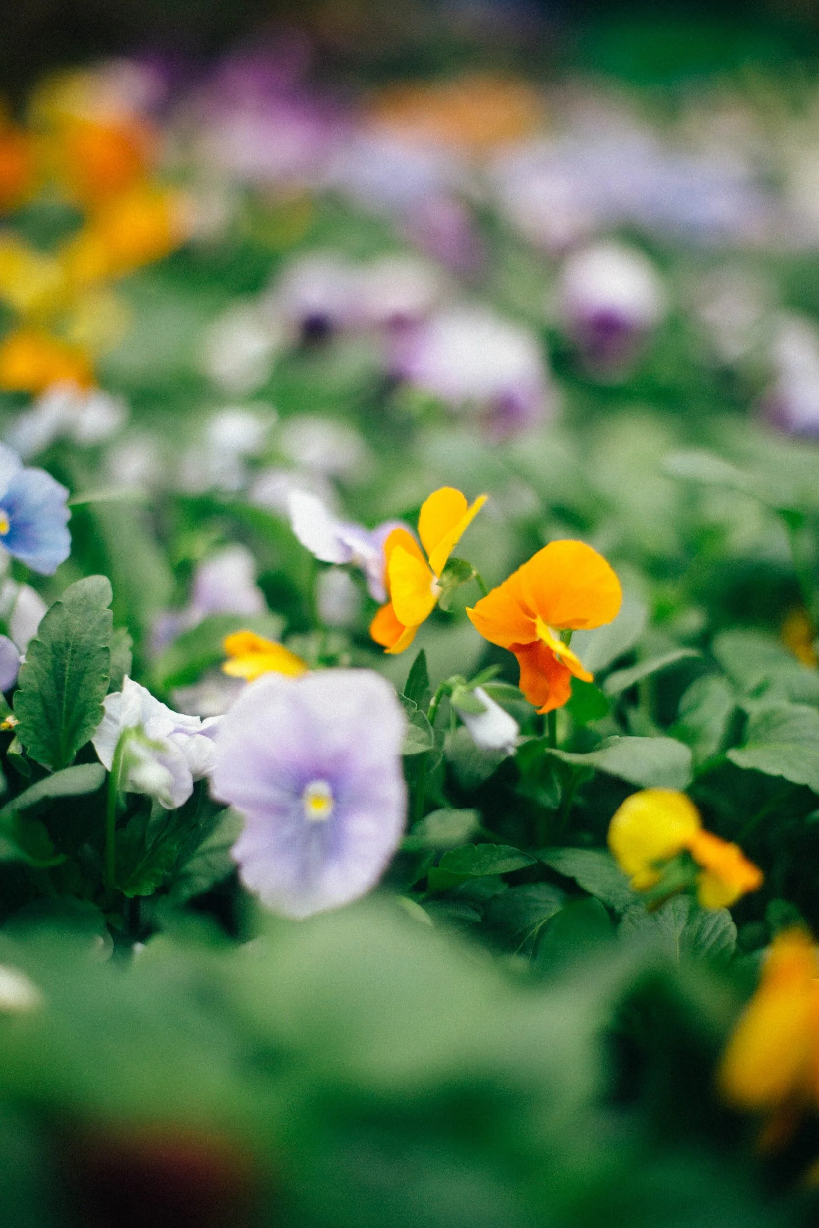 ひとこと英会話  