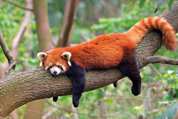 ☆PRONUNCIATION (WITH ANIMALS!) ☆