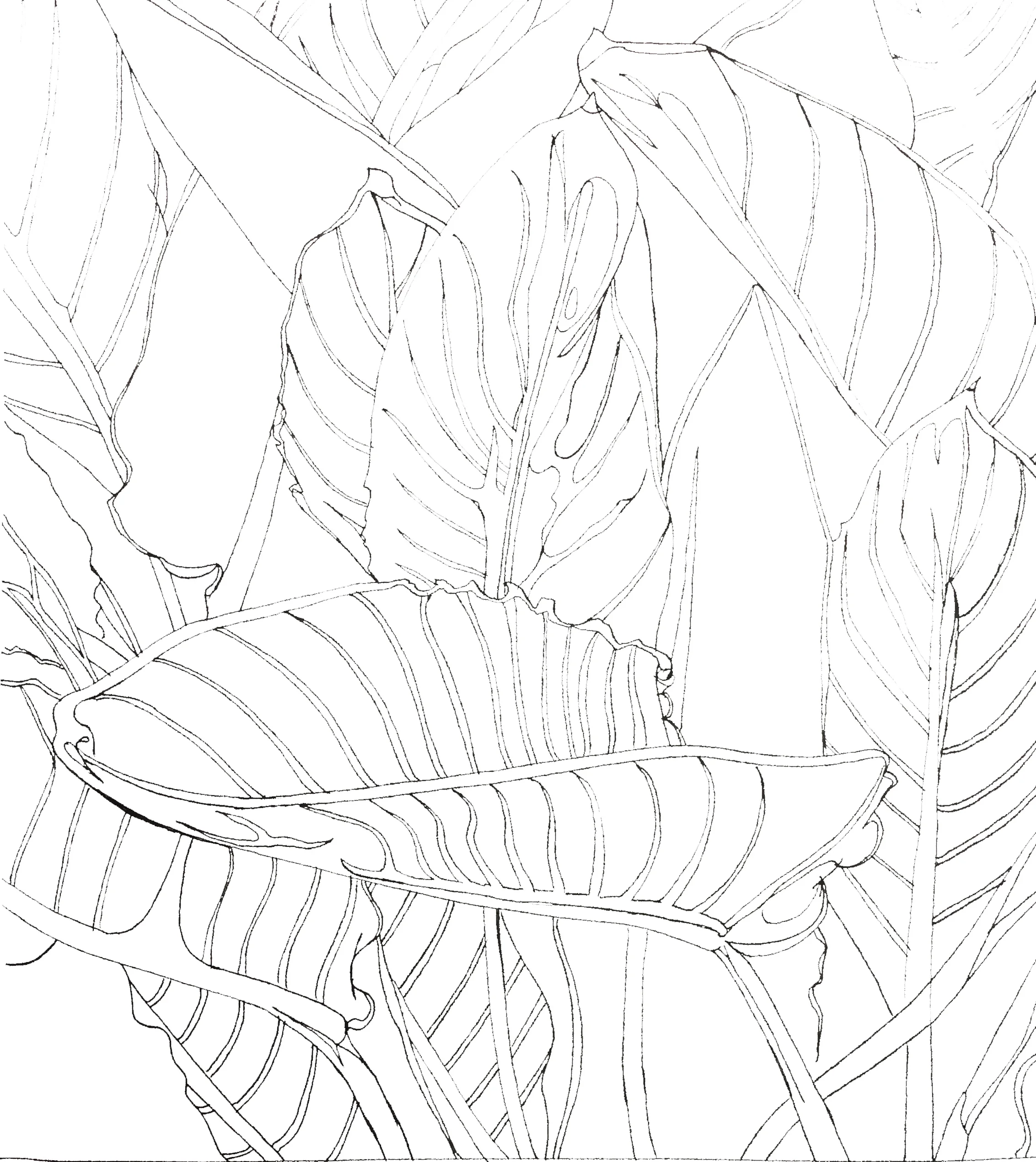 leaf1.jpg