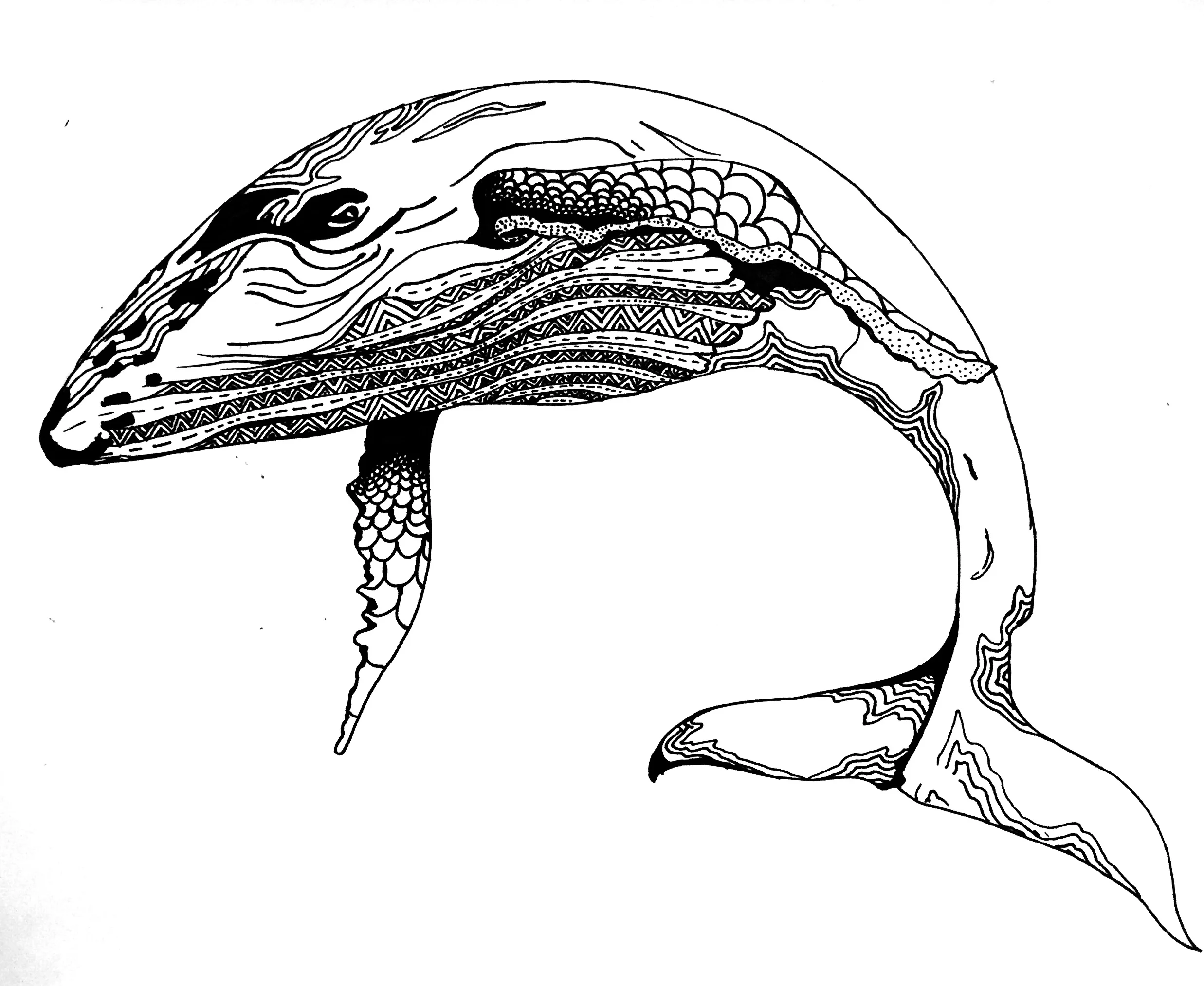 whale copy.jpg