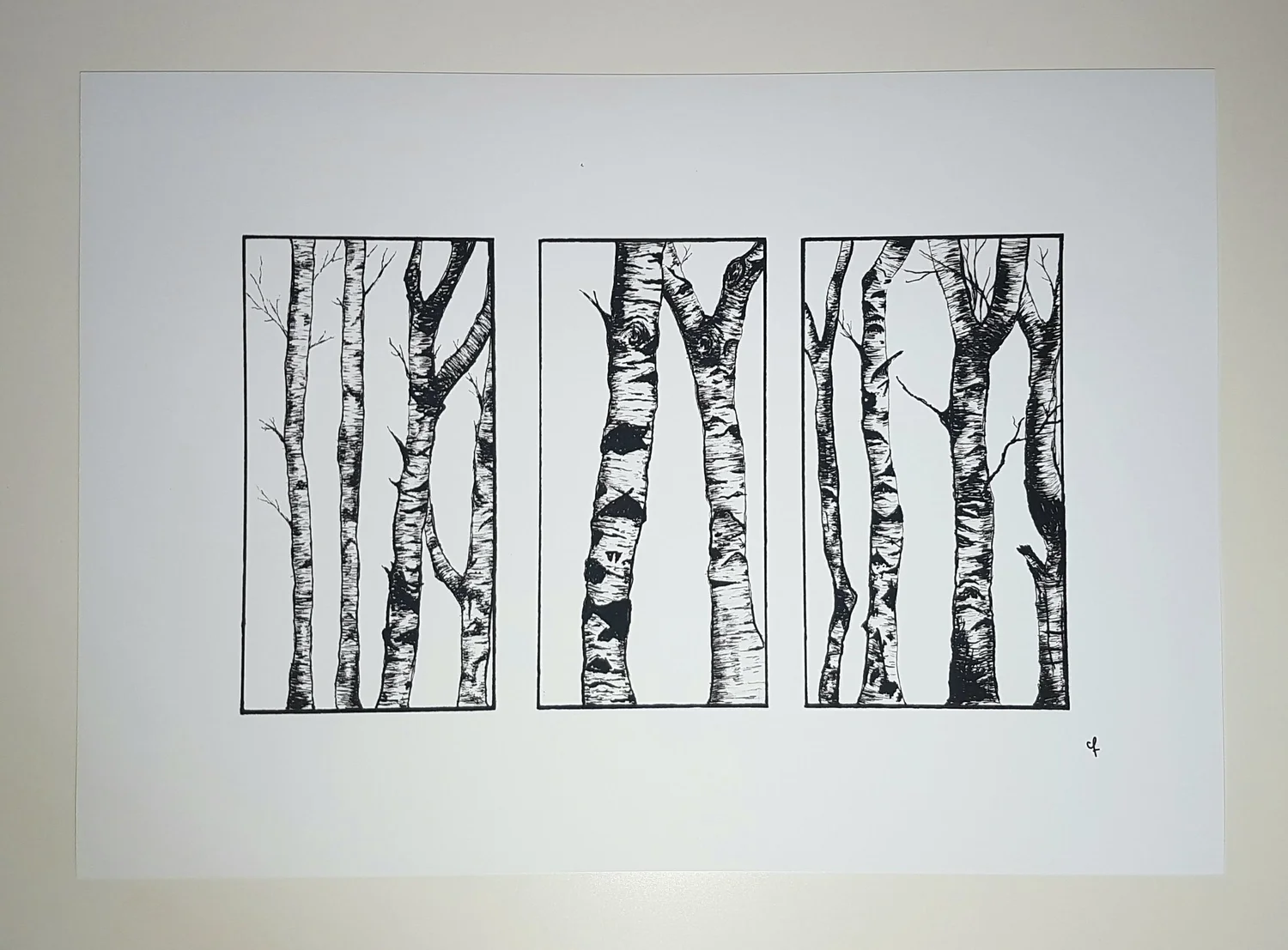 Silver Birch