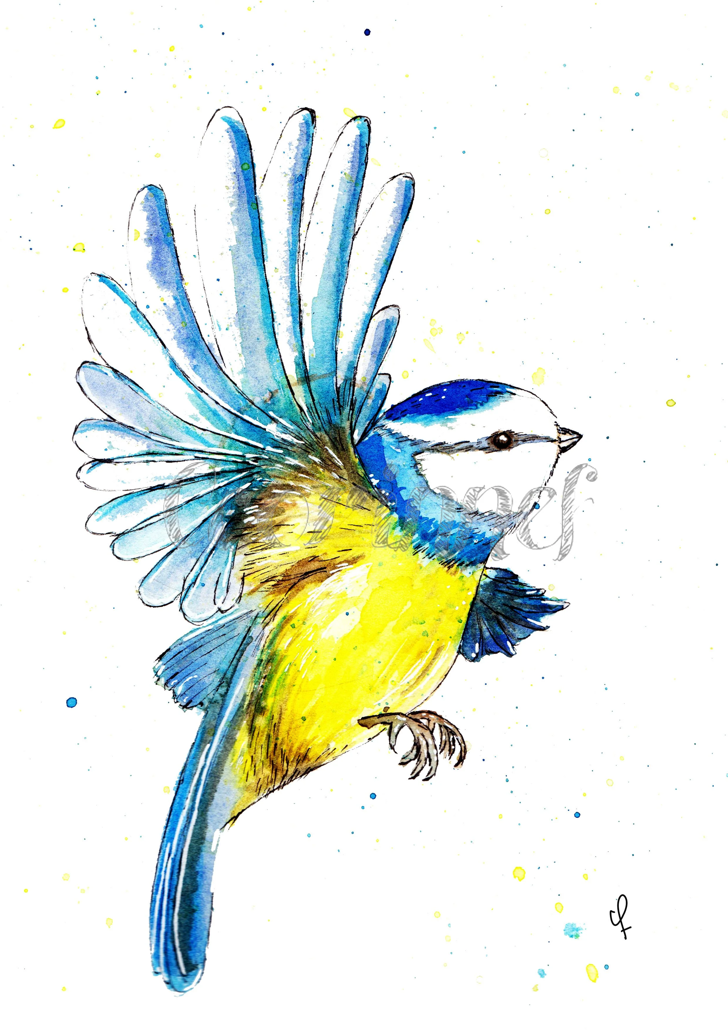 Blue Tit.jpg