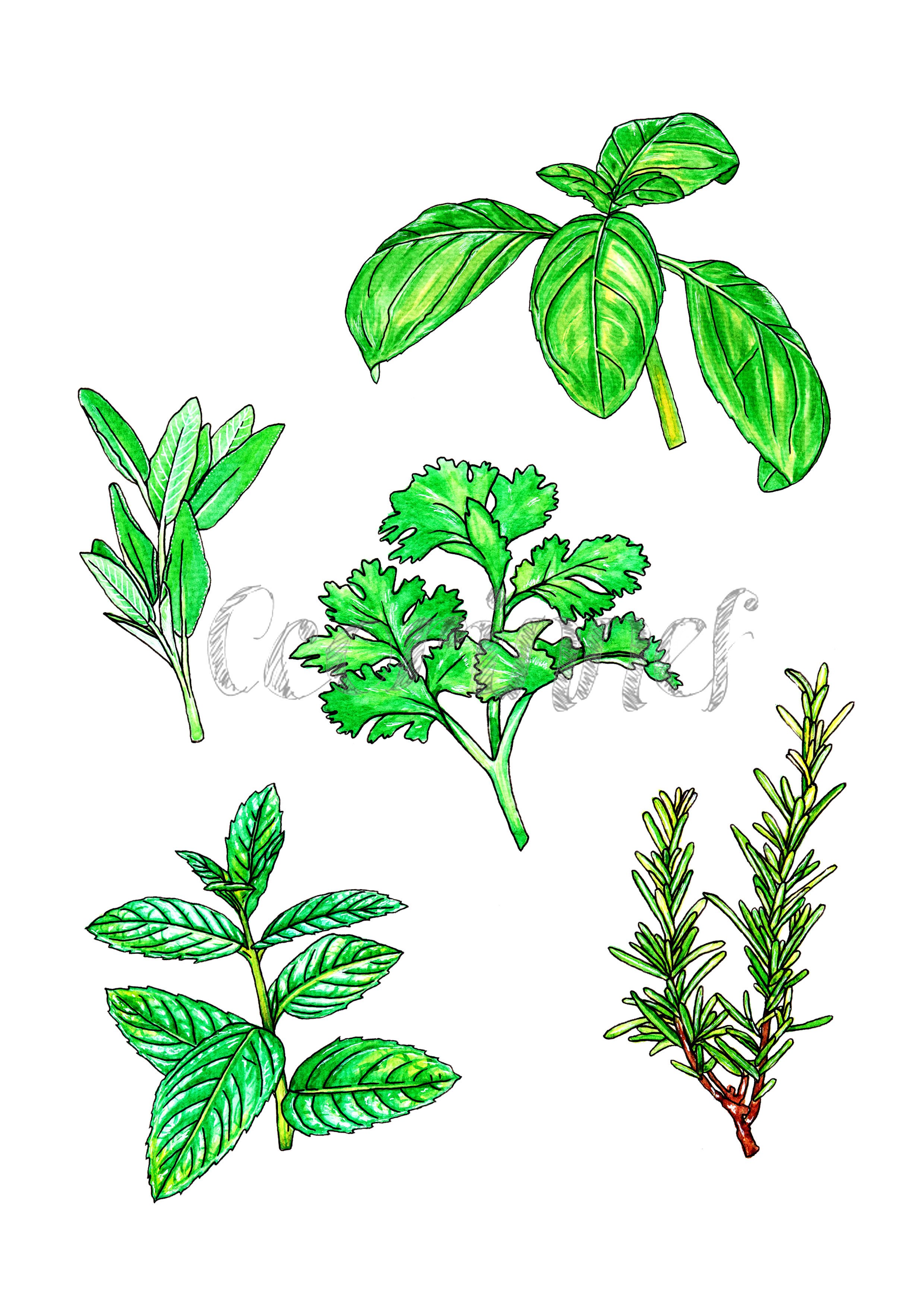 Herbs watercolour.jpg