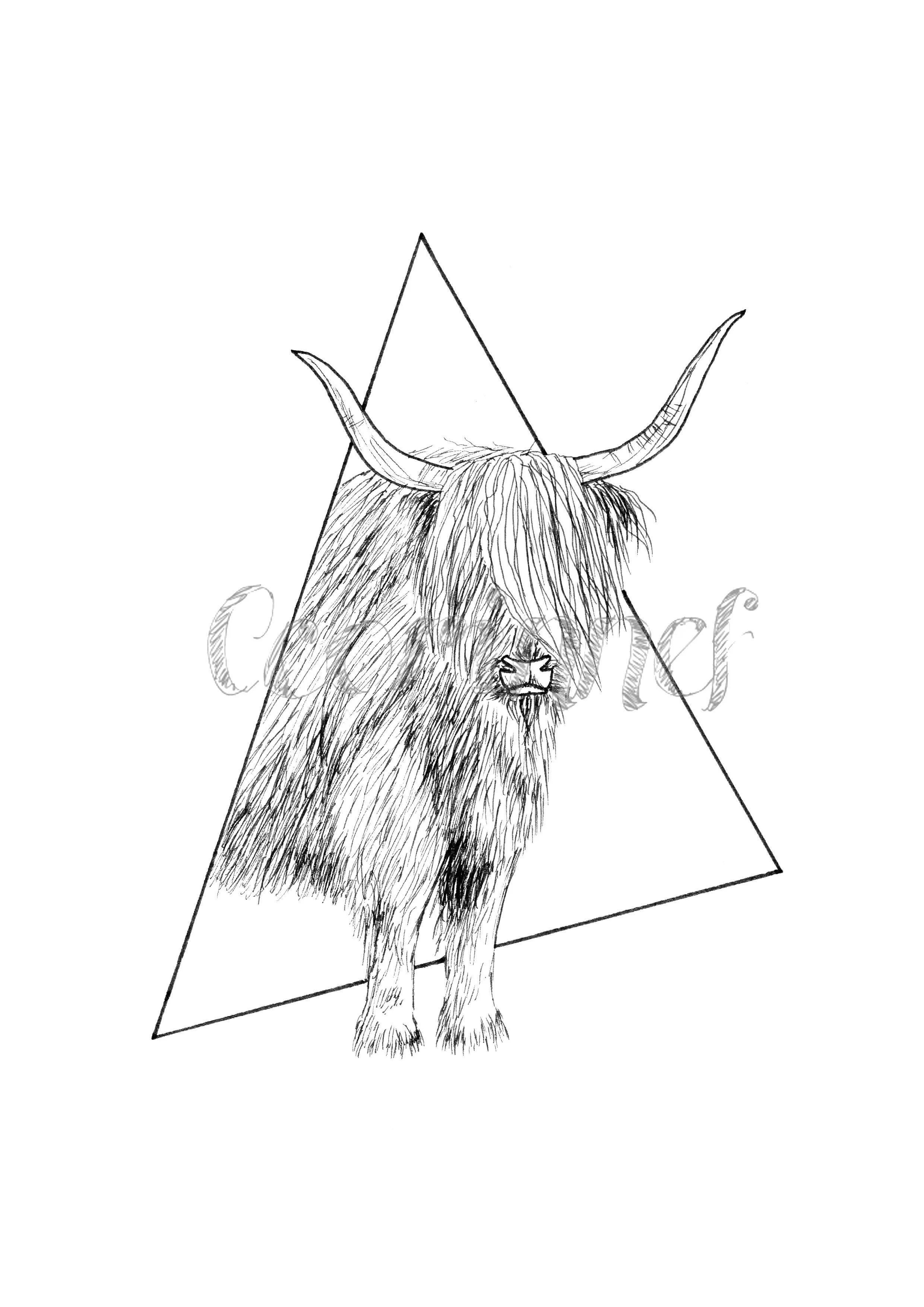 highland cow.jpg