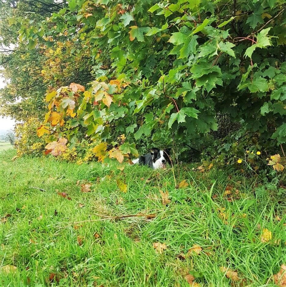 Peekaboo
 . 
 . 
 . 
#peekaboo #iseeyou #buddy #sillypuppy #dog #happydog #happyboy #walk #outside #playful #woods #trees #forest #nature #peaceful