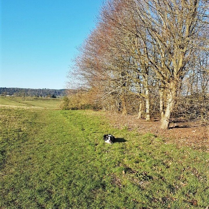 There's not many leaves left now
 . 
 . 
 . 
#autumn #winter #scotland #scottishautumn #pupper #doggo #collie #happyboy #happydog #walk #trees #forest #woodland #fallenleaves #soggyautumn