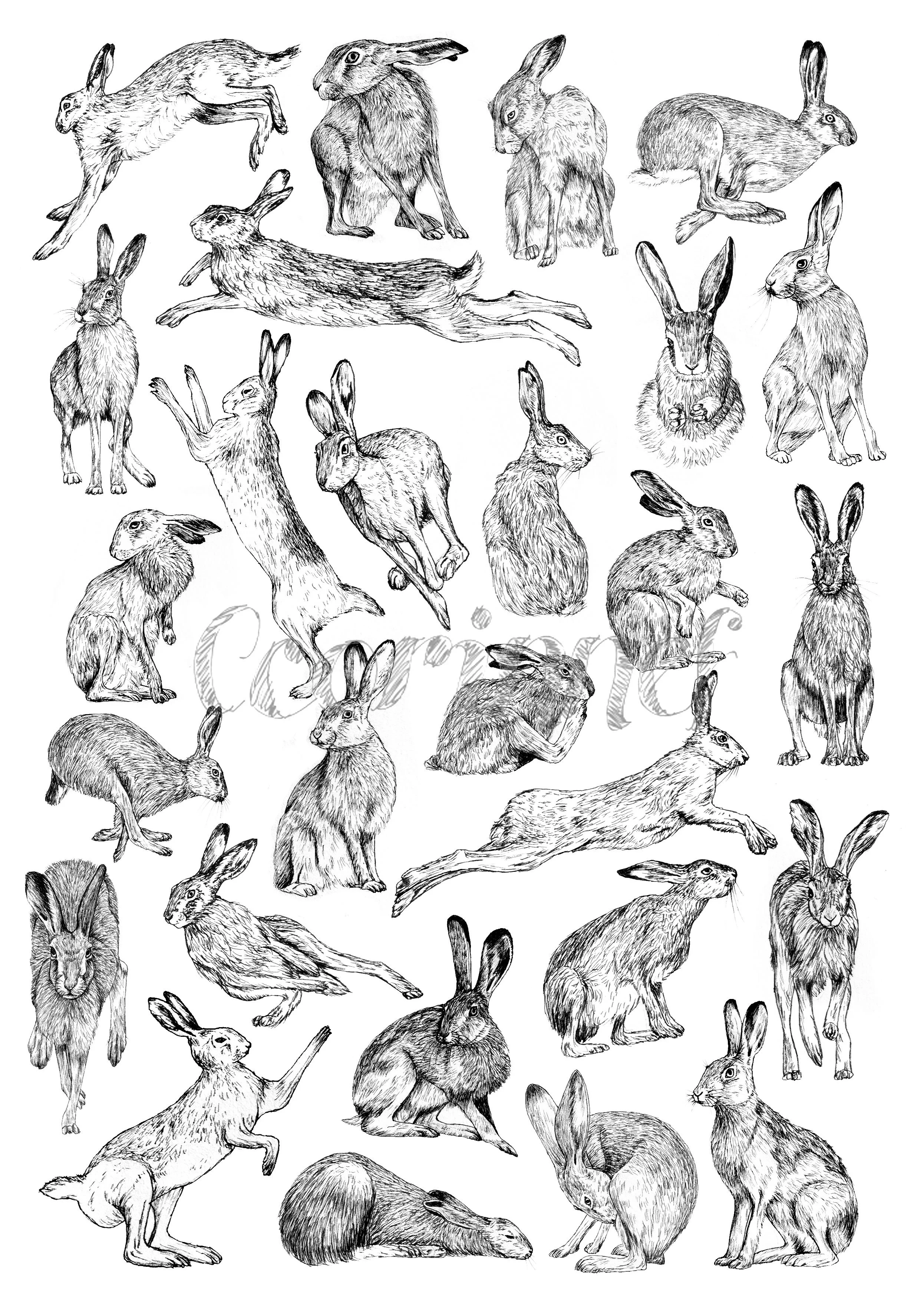 Hares.jpg