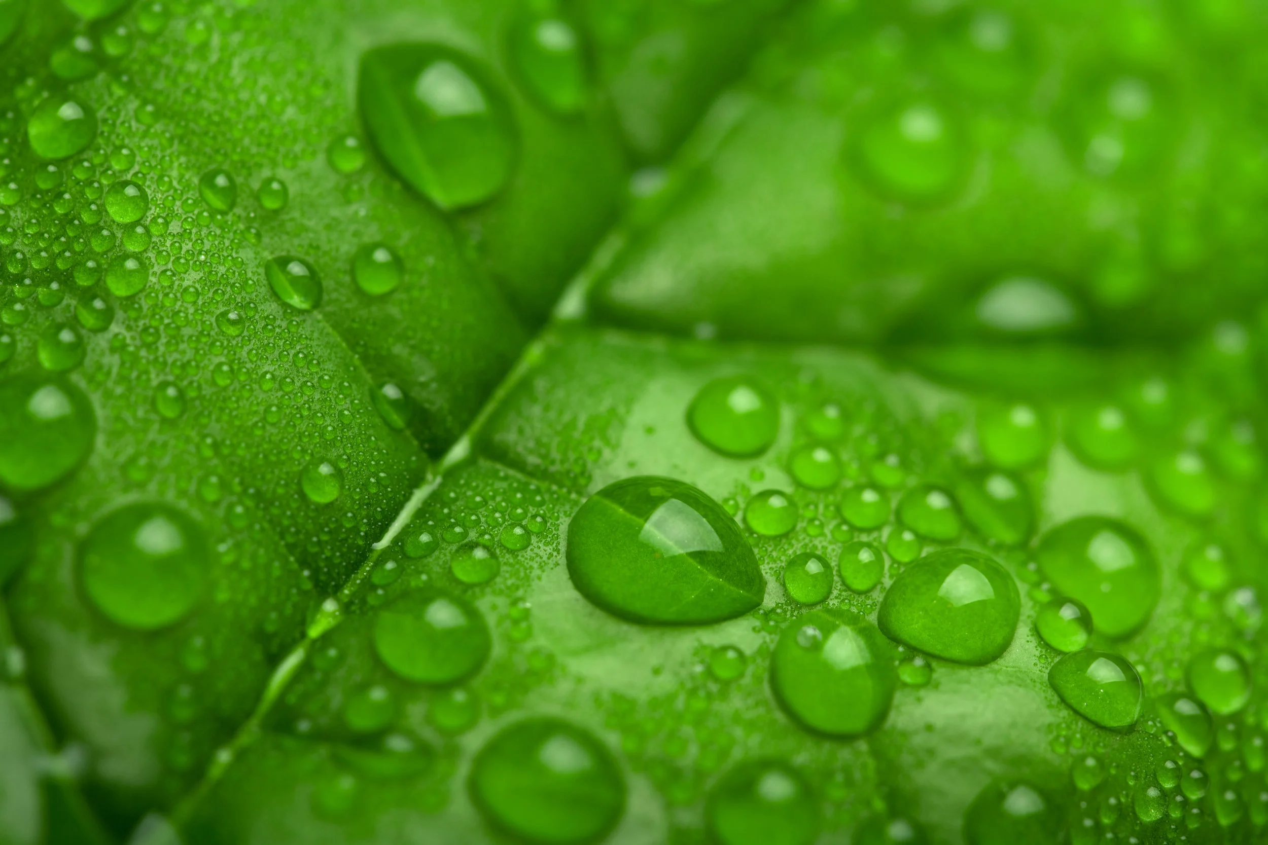 fresh-green-leaf-with-water-droplets-P6JVQCR.jpg