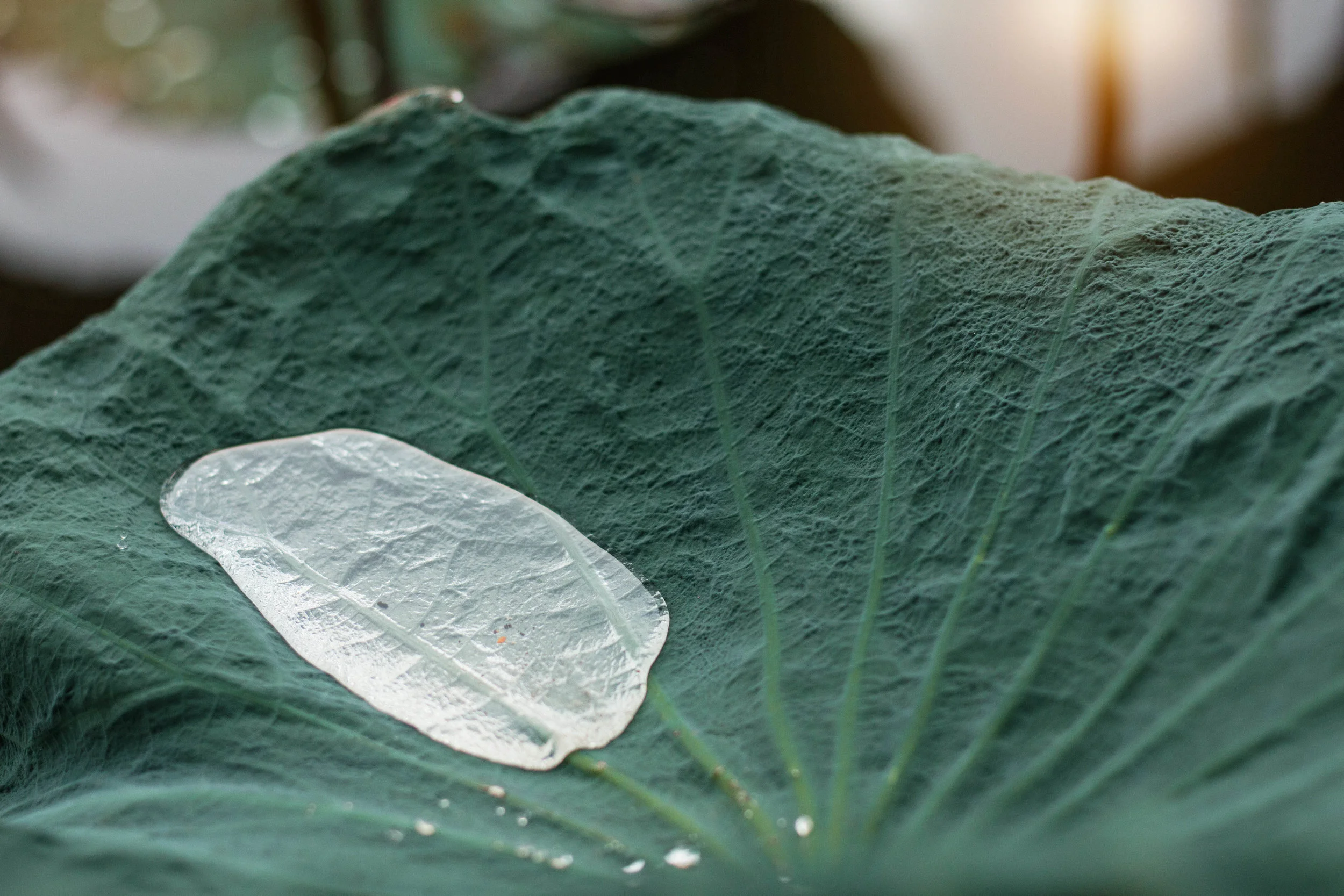 water-drops-on-leaves-after-rain-PHN565C.jpg