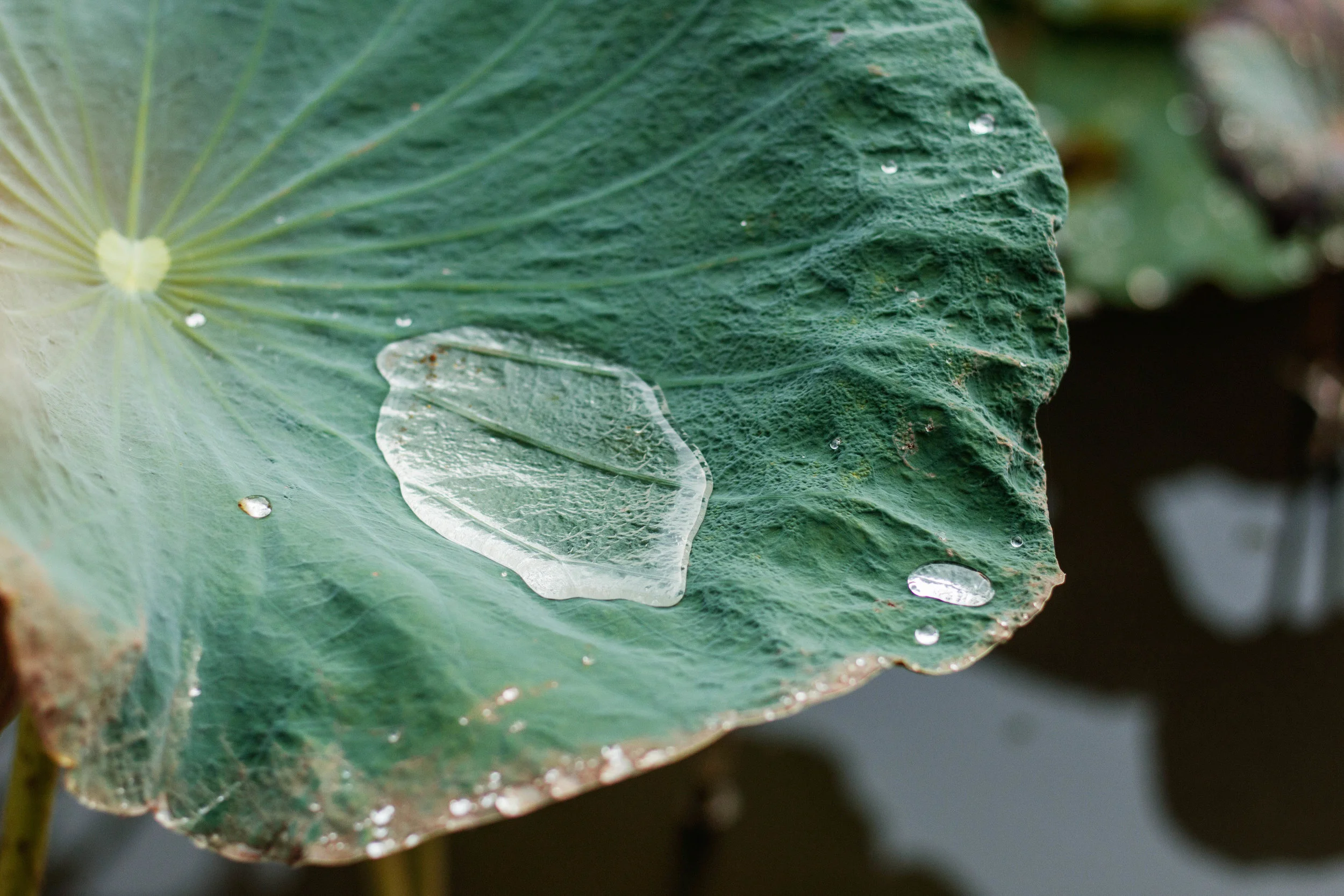 water-drops-on-lotus-in-rainy-season-PF3N3UA.jpg