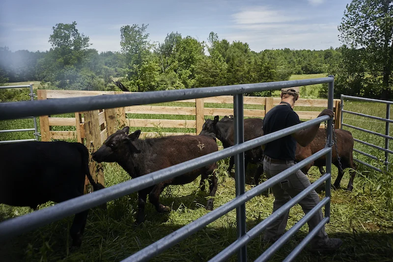 Weighing the Cattle
