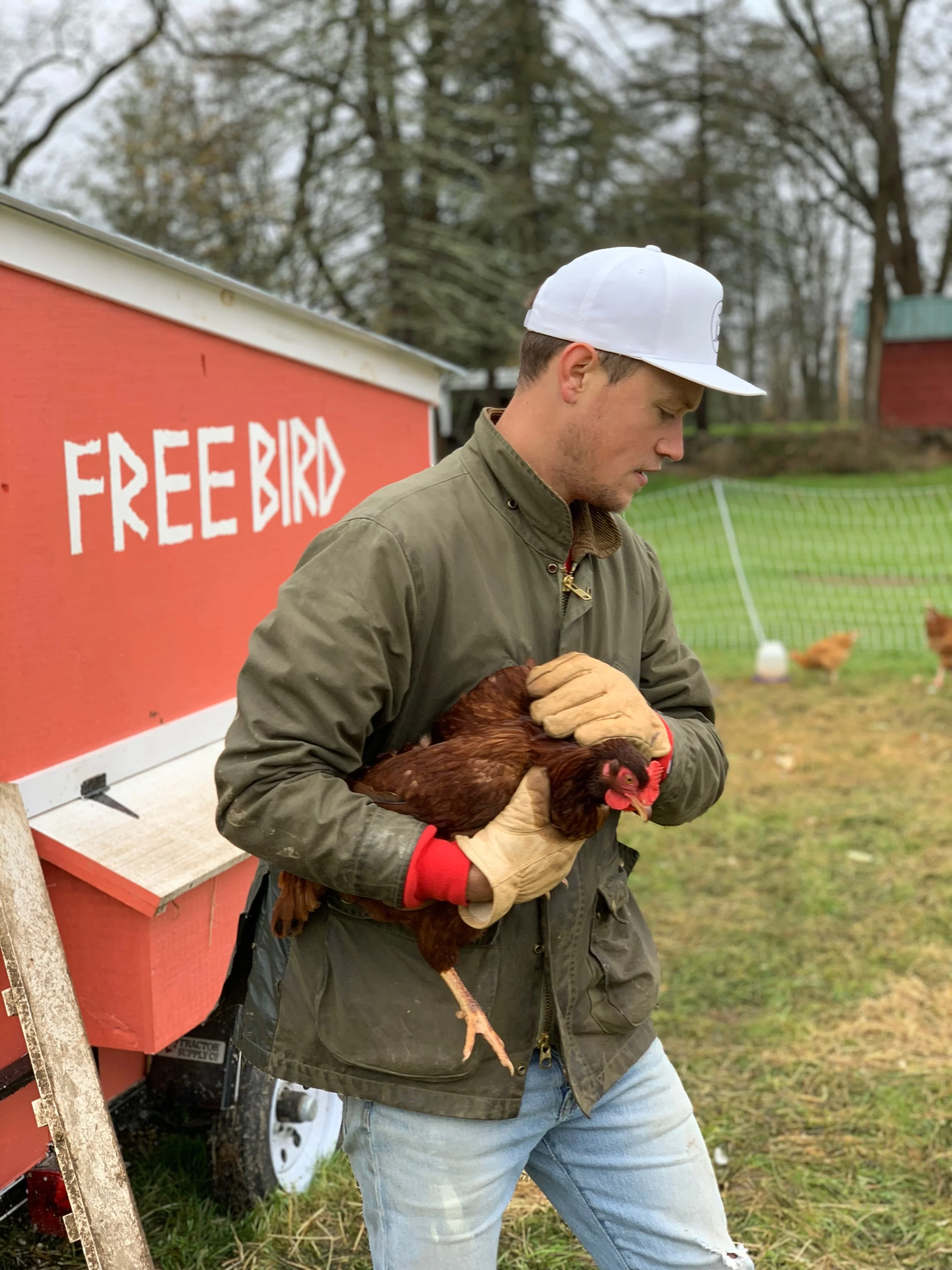 Free Birds