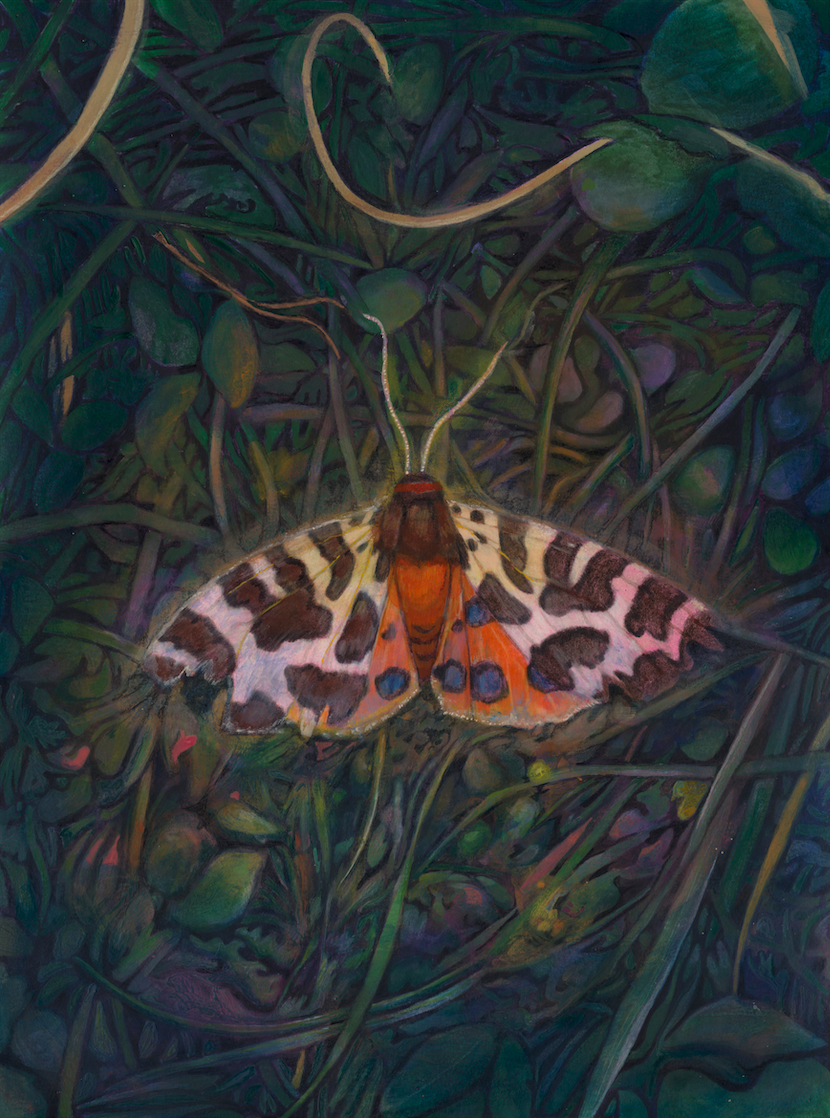 'De grote beer' Acrylic and pencil on paper, 30 x 40 cm, 2025