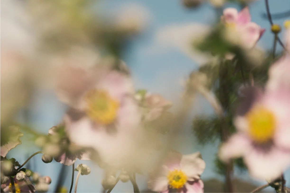 Mid-Summer in New Zealand