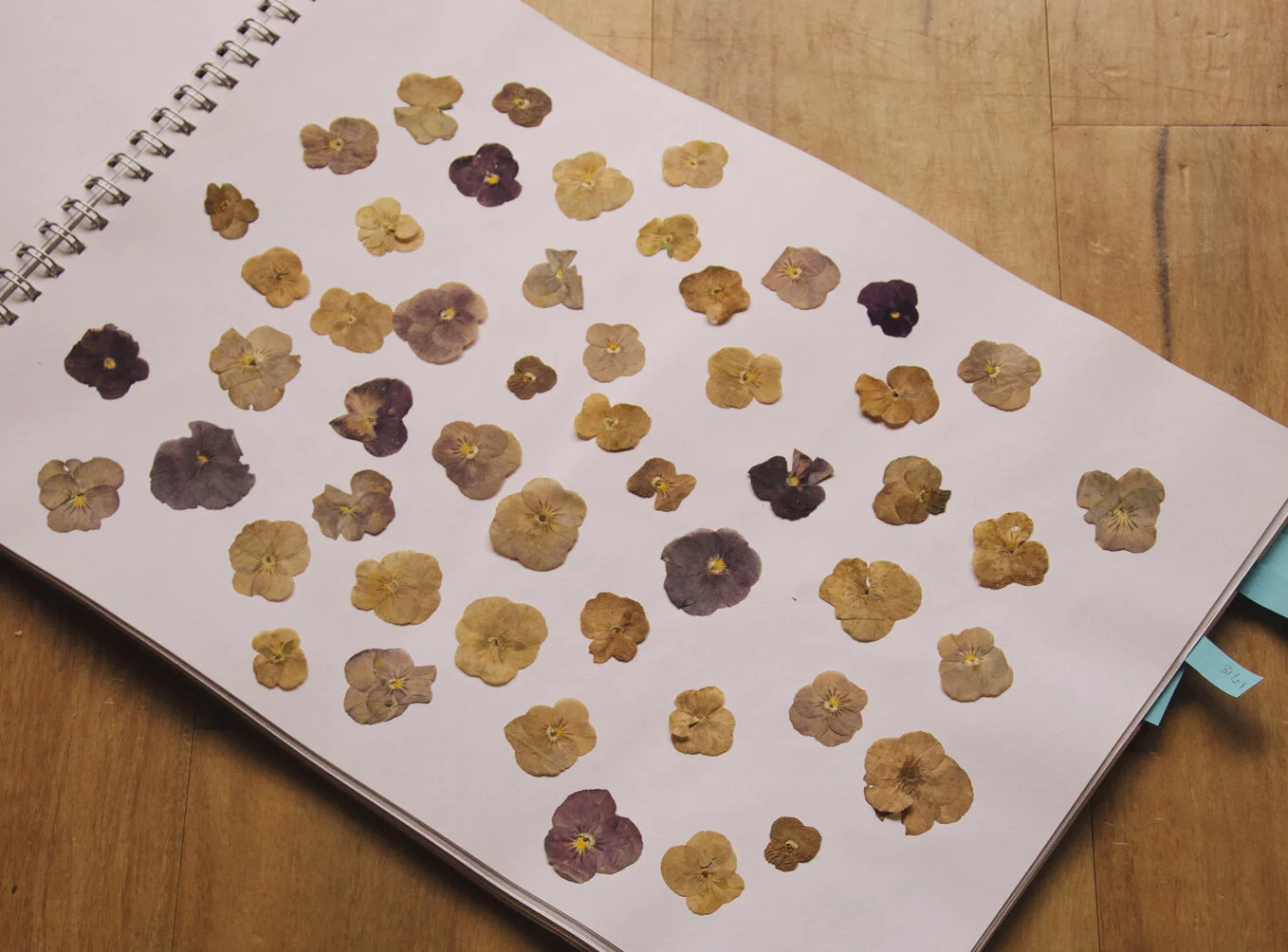 Flower Pressing Pursuits