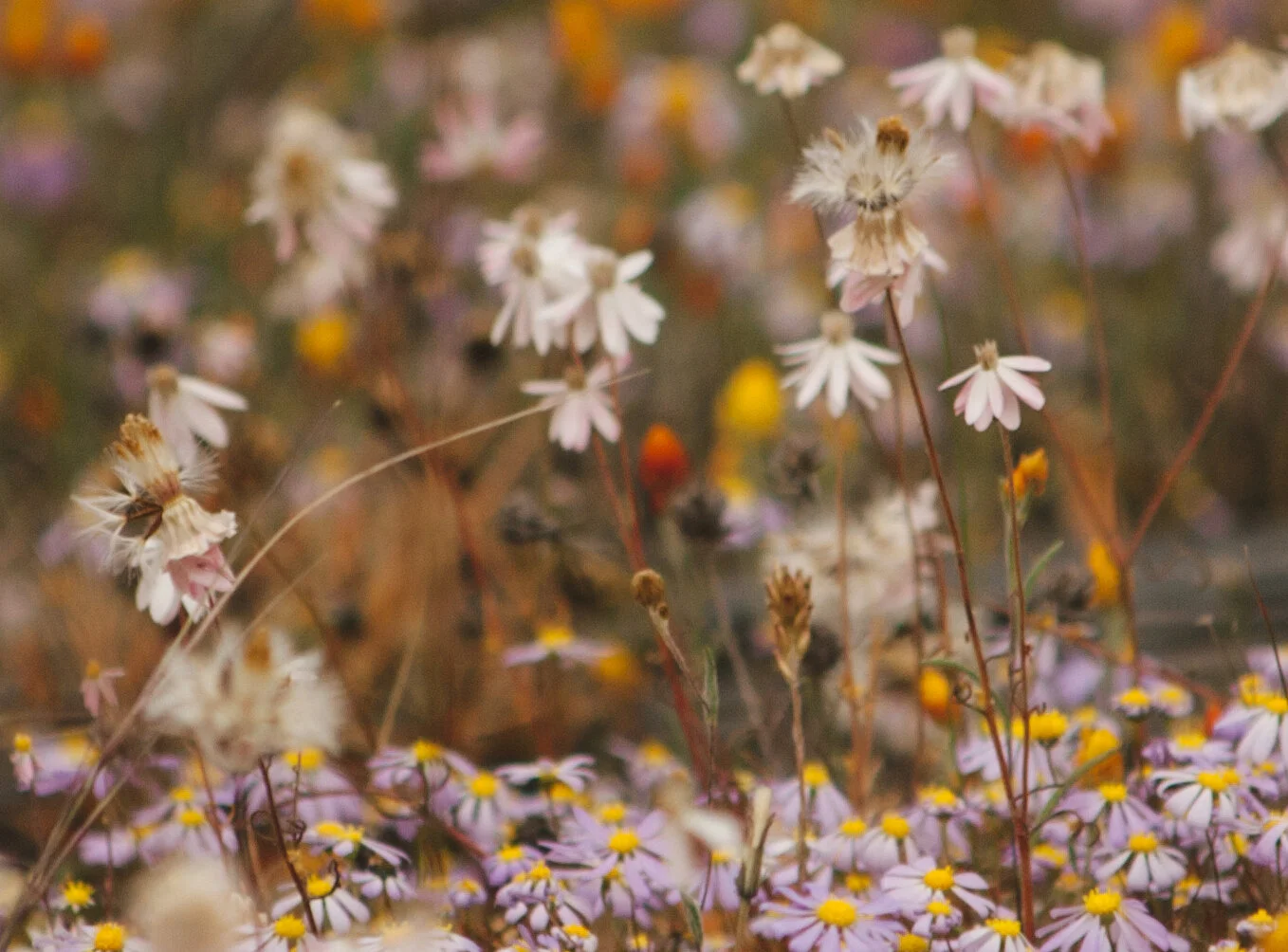 West Australian Wildflowers
